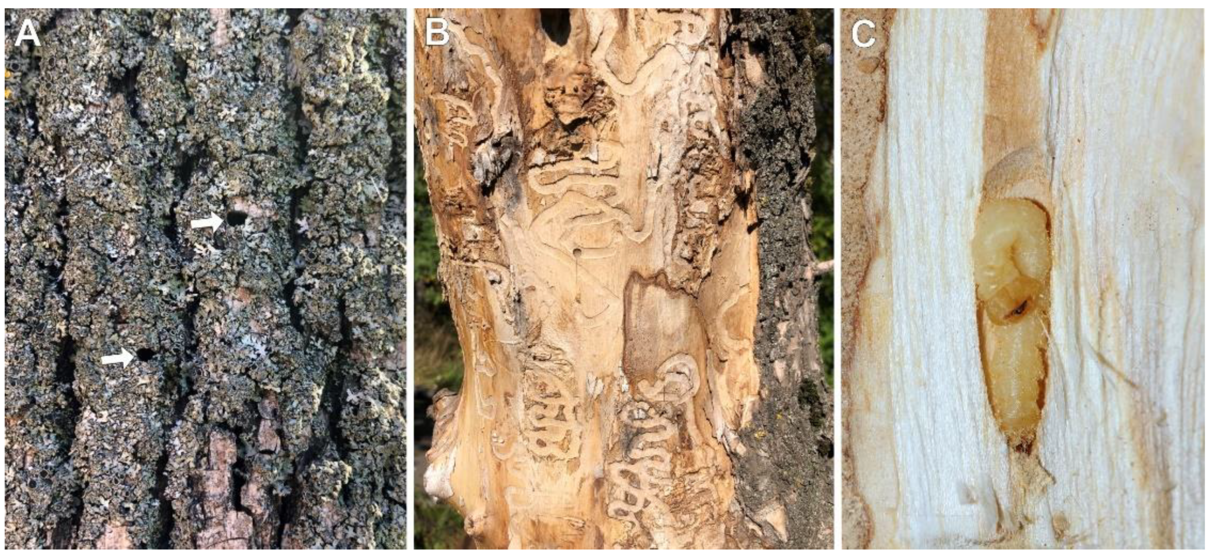 Forests 13 00789 g002