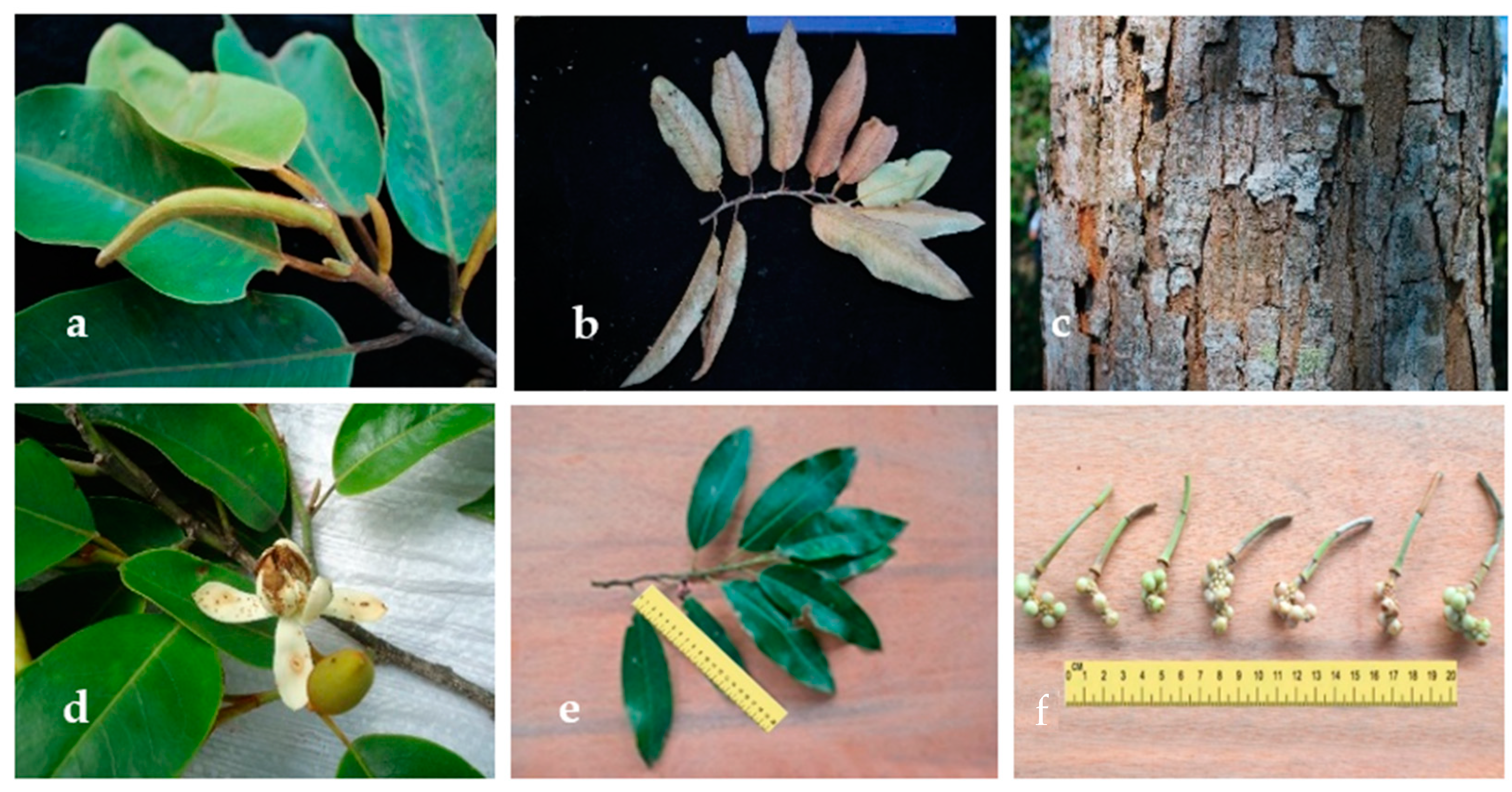 Forests 13 00802 g008