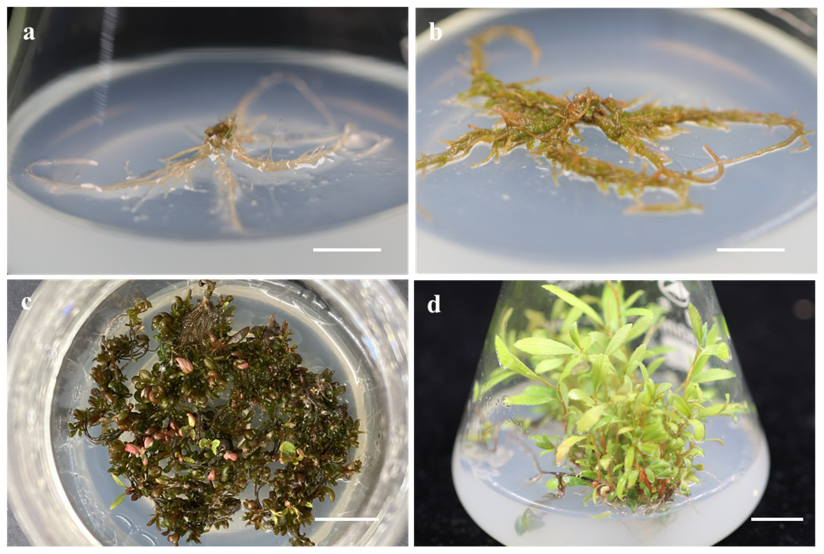 Forests 13 00806 g001