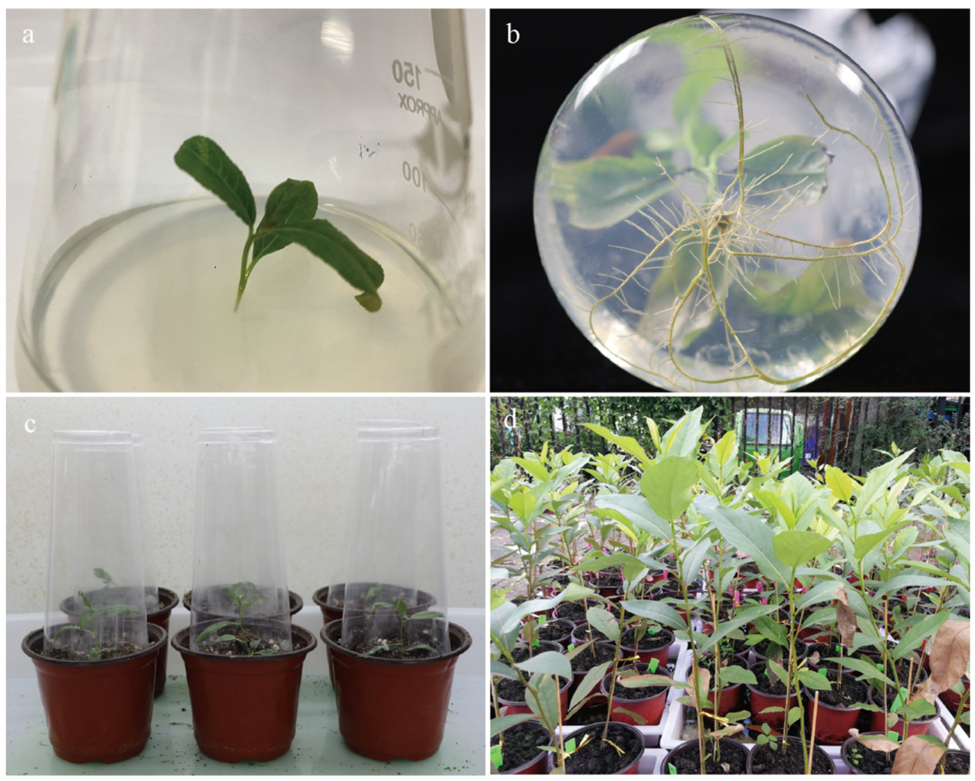 Forests 13 00806 g002