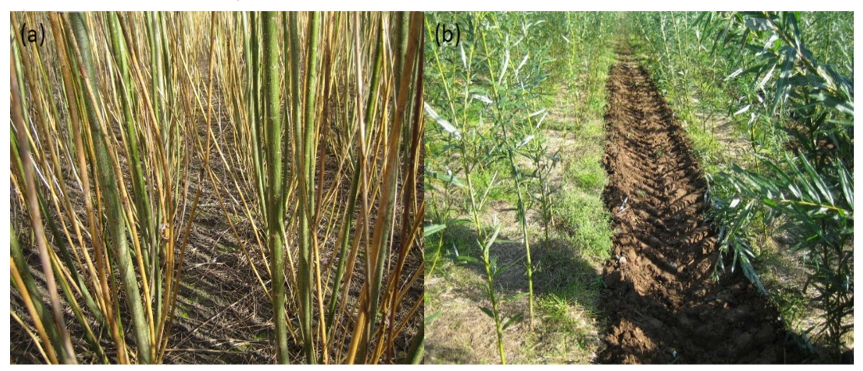 Forests 13 00810 g004