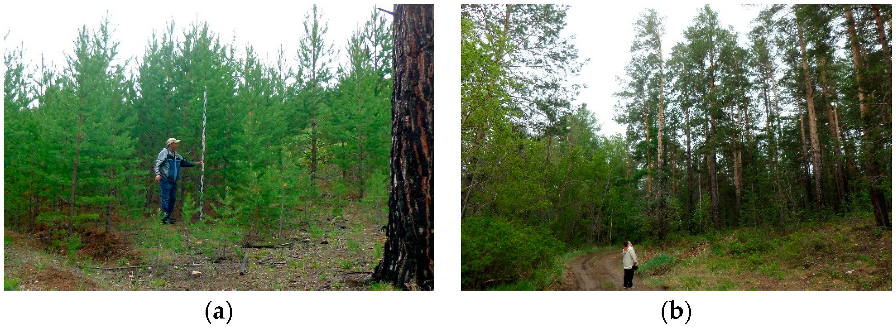 Forests 13 00814 g002