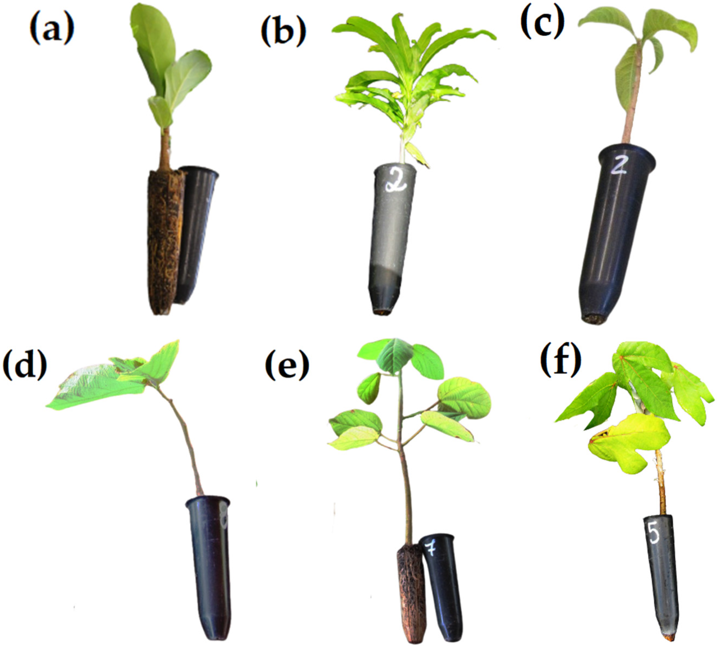 Forests 13 00832 g002