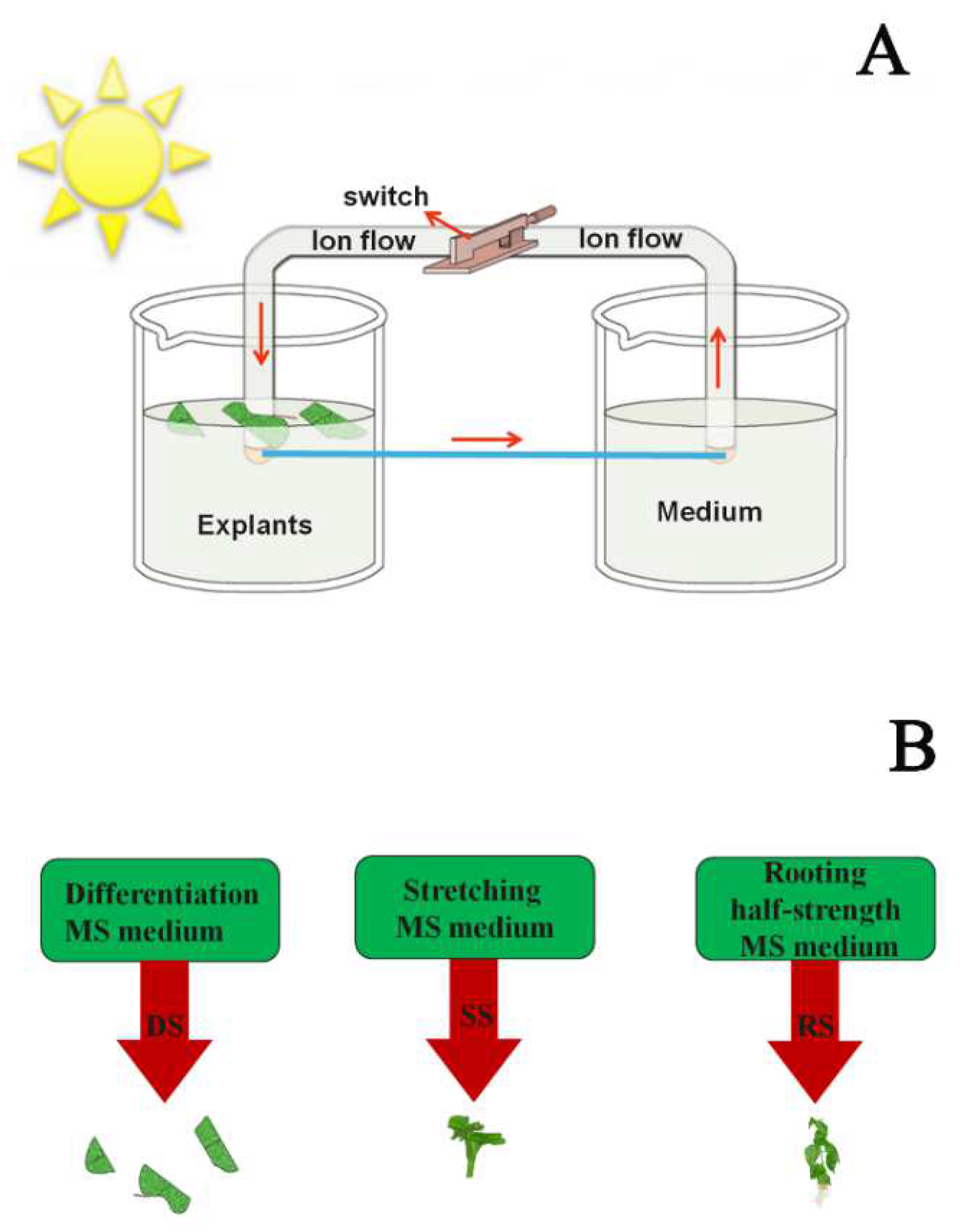 Forests 13 00835 g003