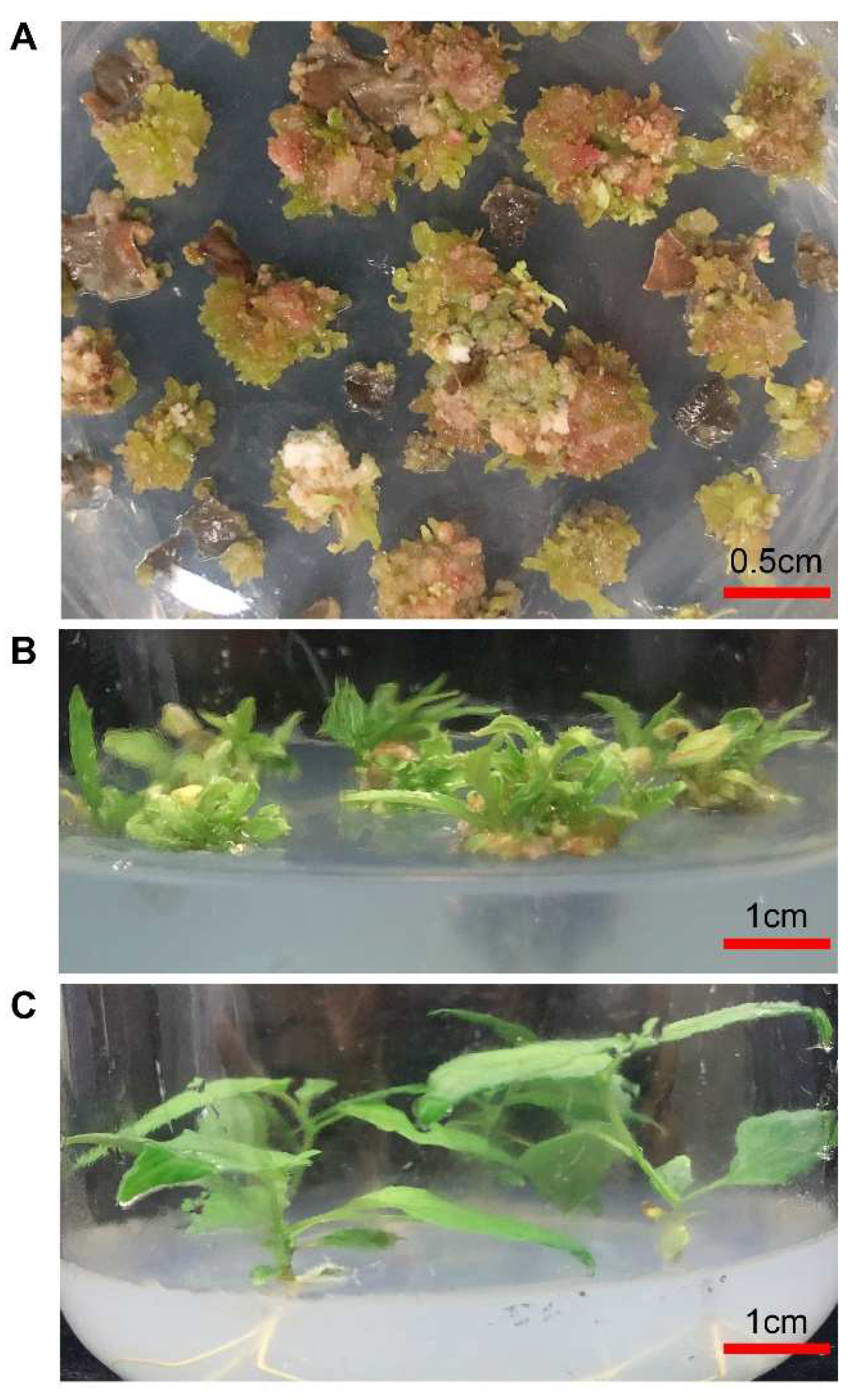Forests 13 00835 g007