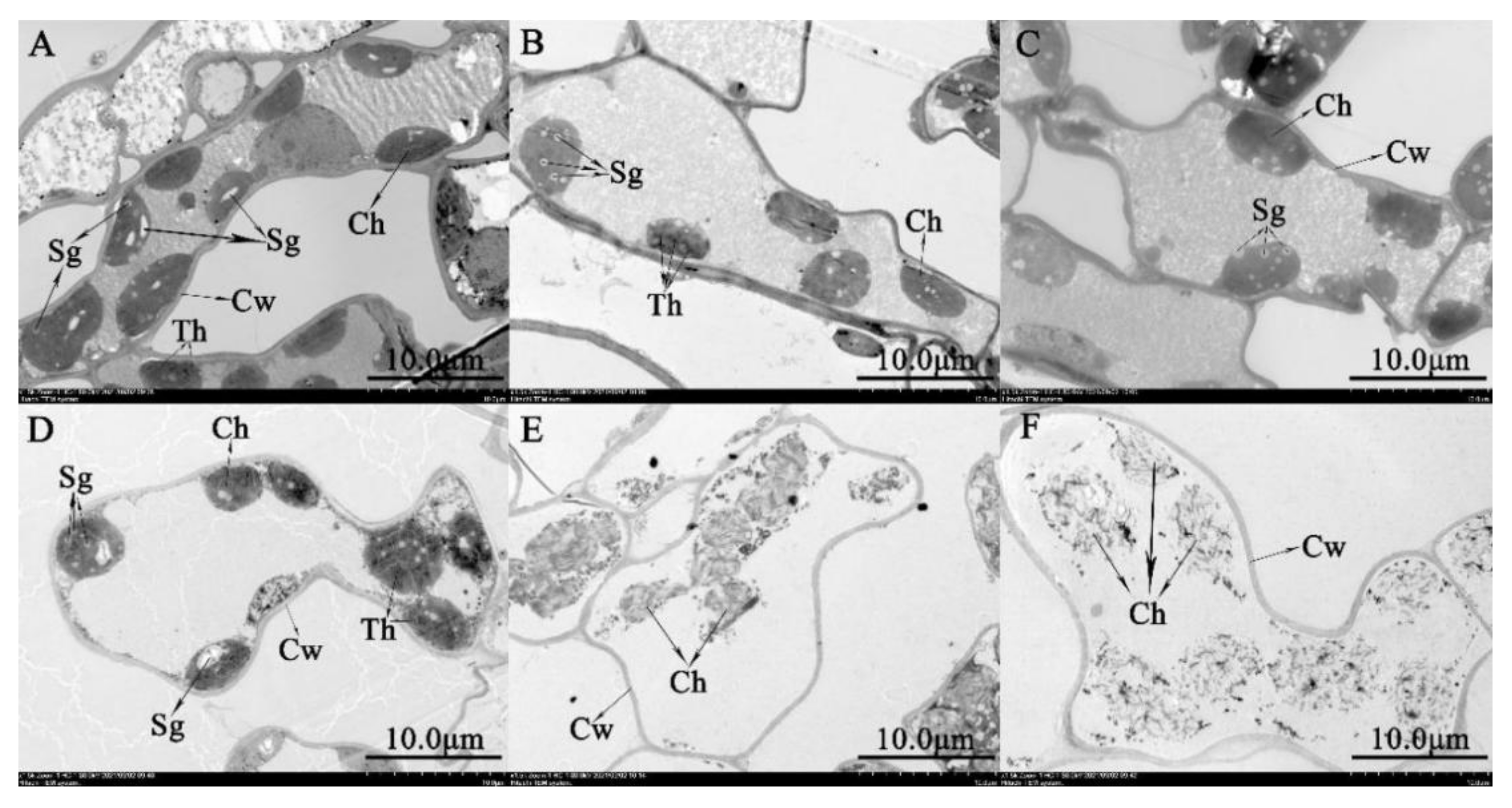 Forests 13 00836 g004