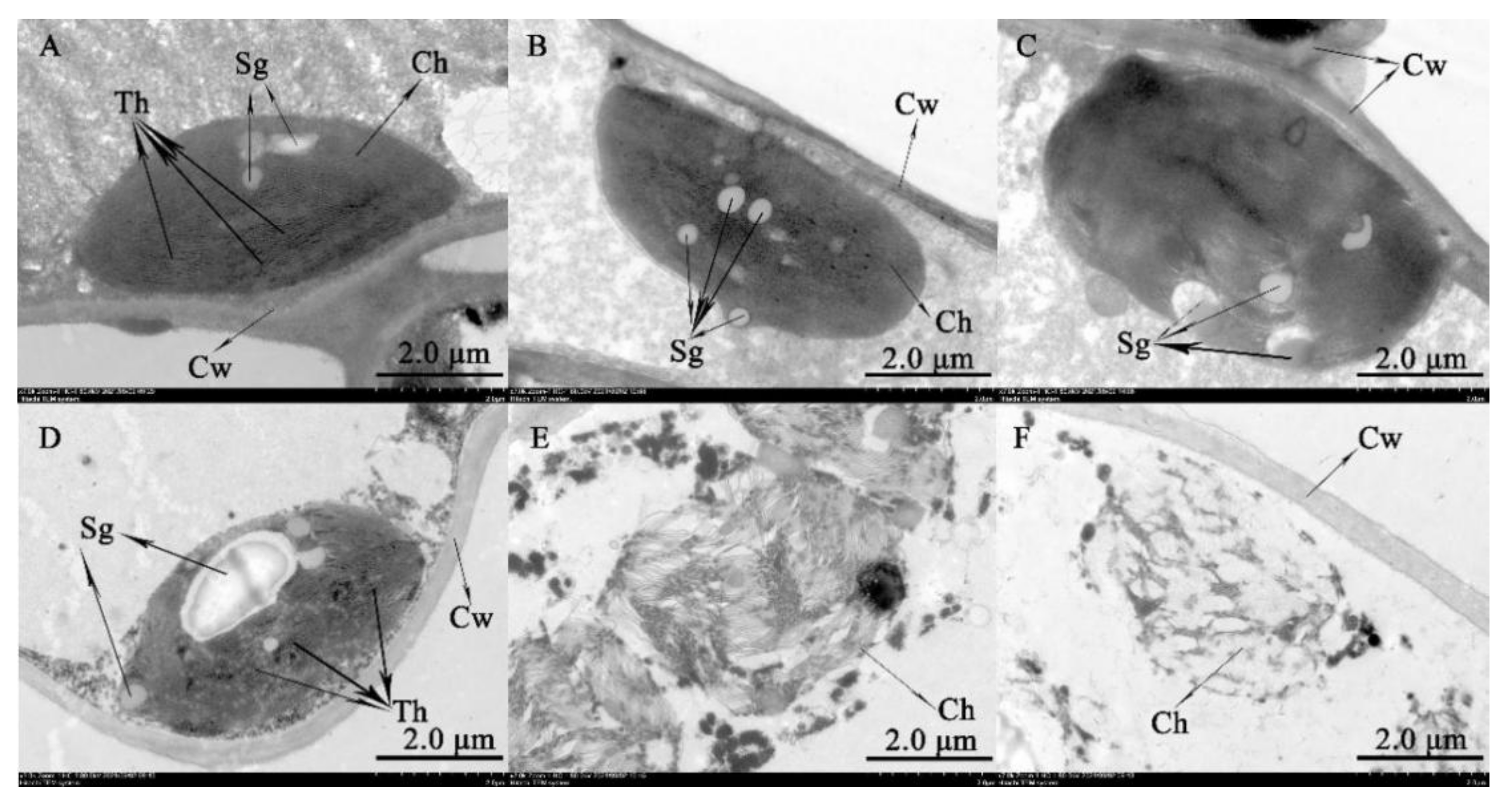 Forests 13 00836 g005