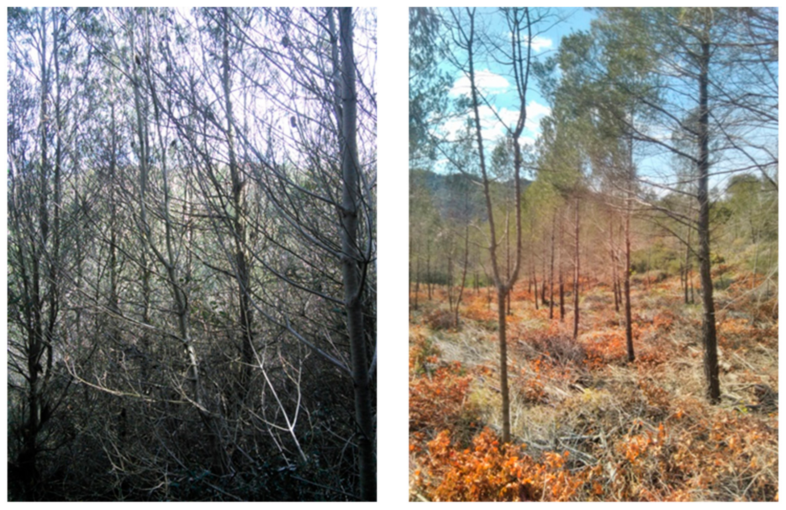 Forests 13 00858 g001