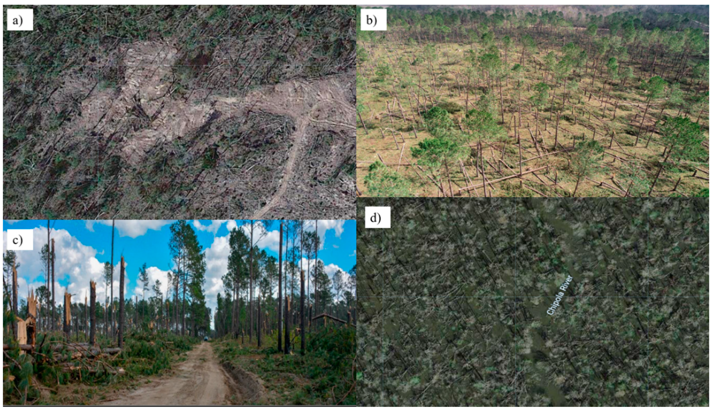 Forests 13 00904 g002