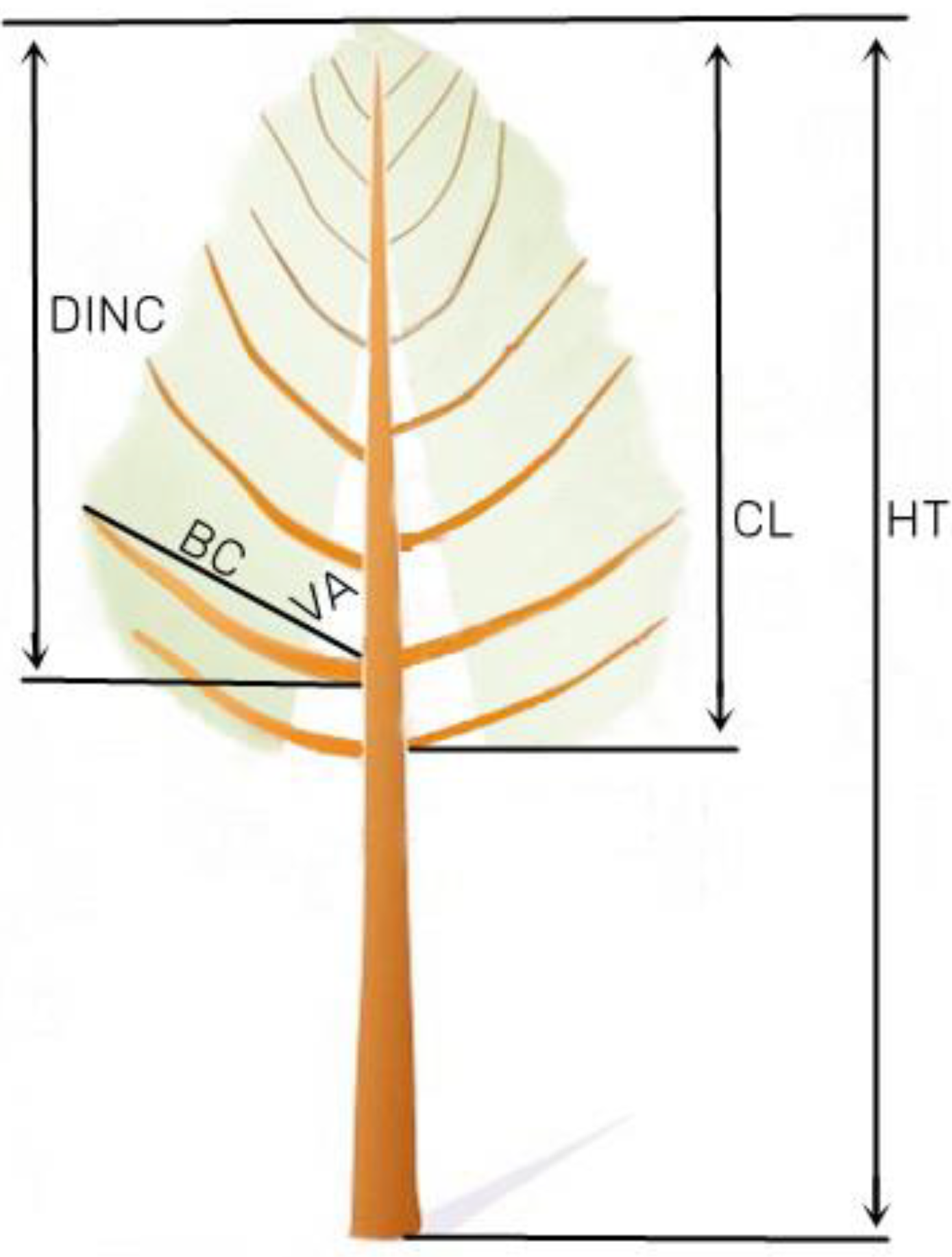 Forests 13 00912 g001