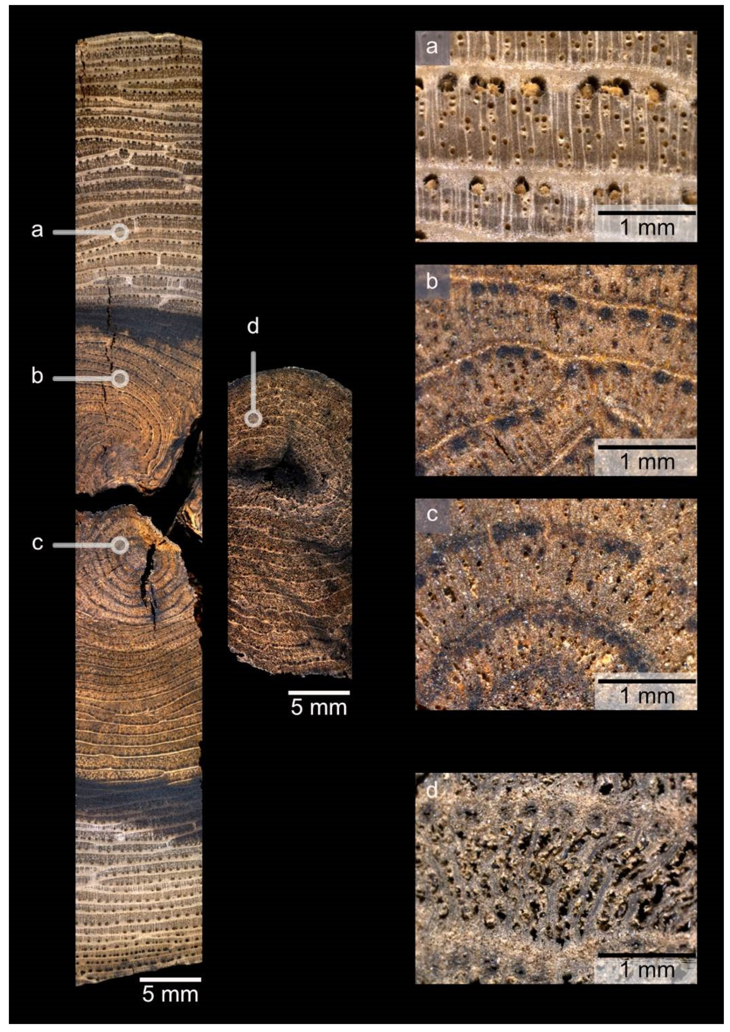 Forests 13 00922 g005