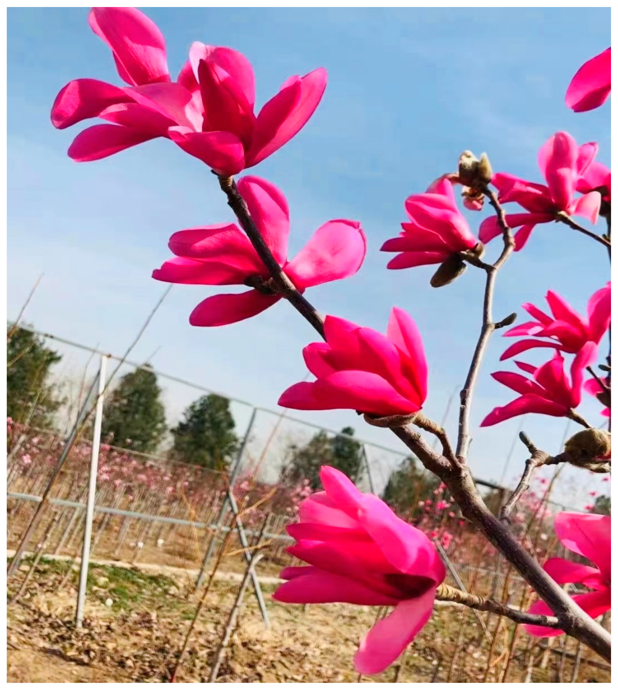 Forests 13 00925 g001