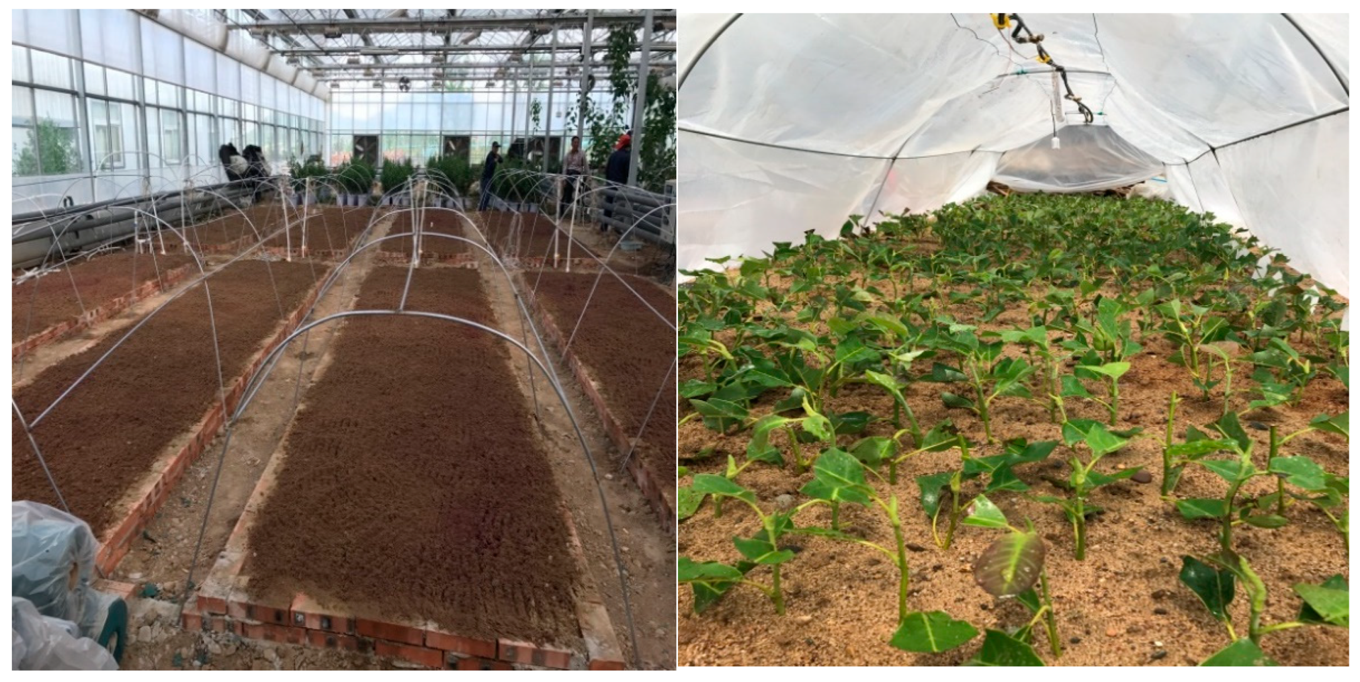 Forests 13 00925 g002