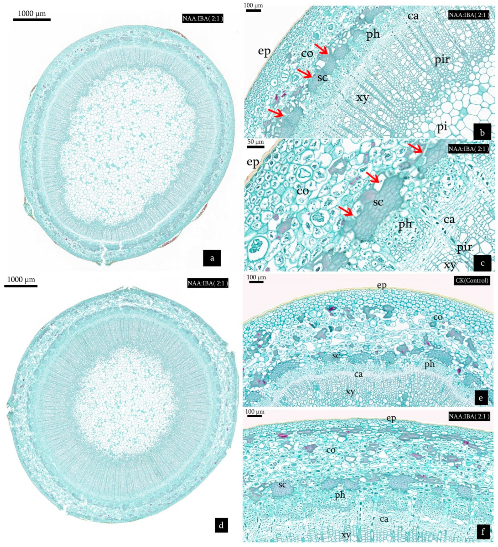 Forests 13 00925 g005