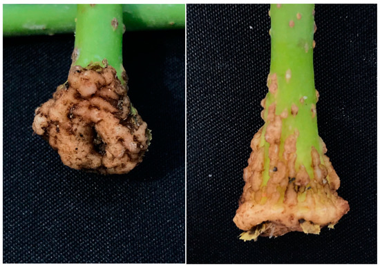 Forests 13 00925 g0a2