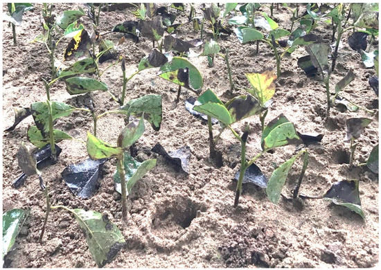 Forests 13 00925 g0a3