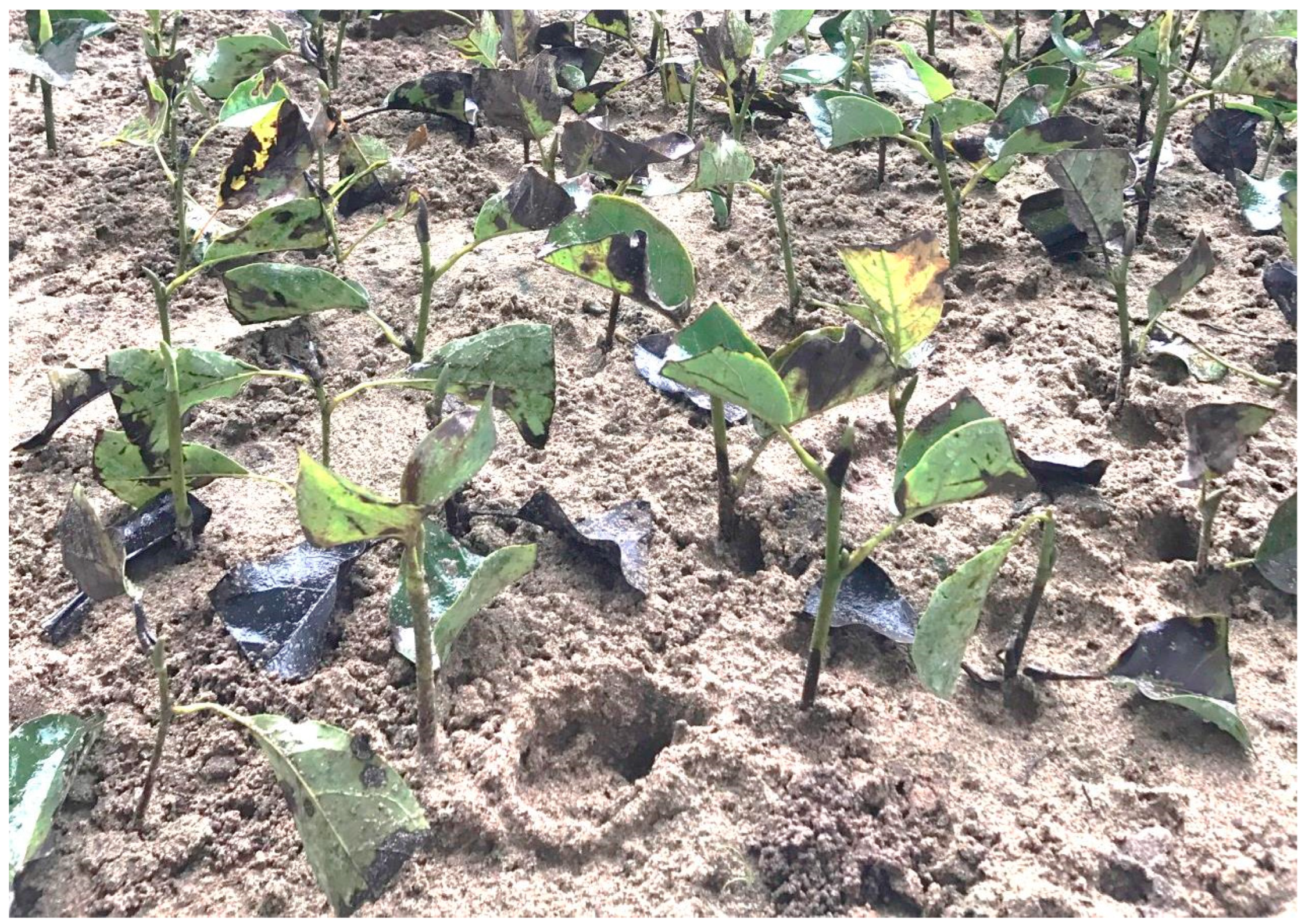 Forests 13 00925 g0a3