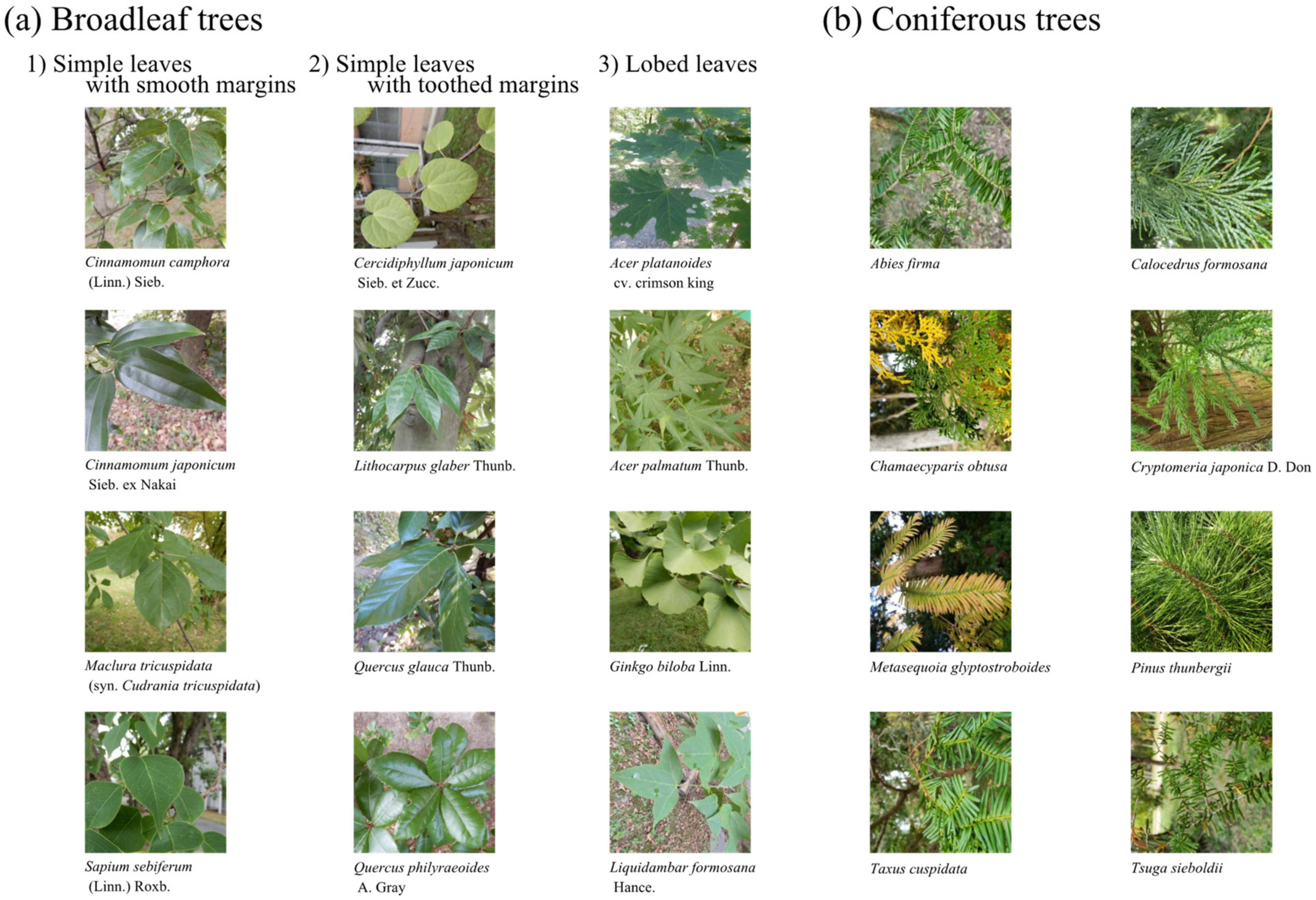 Forests 13 00943 g001