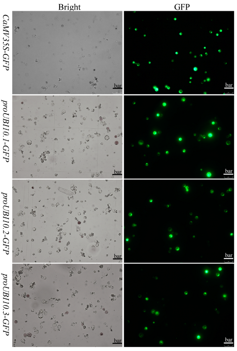 Forests 13 00952 g004