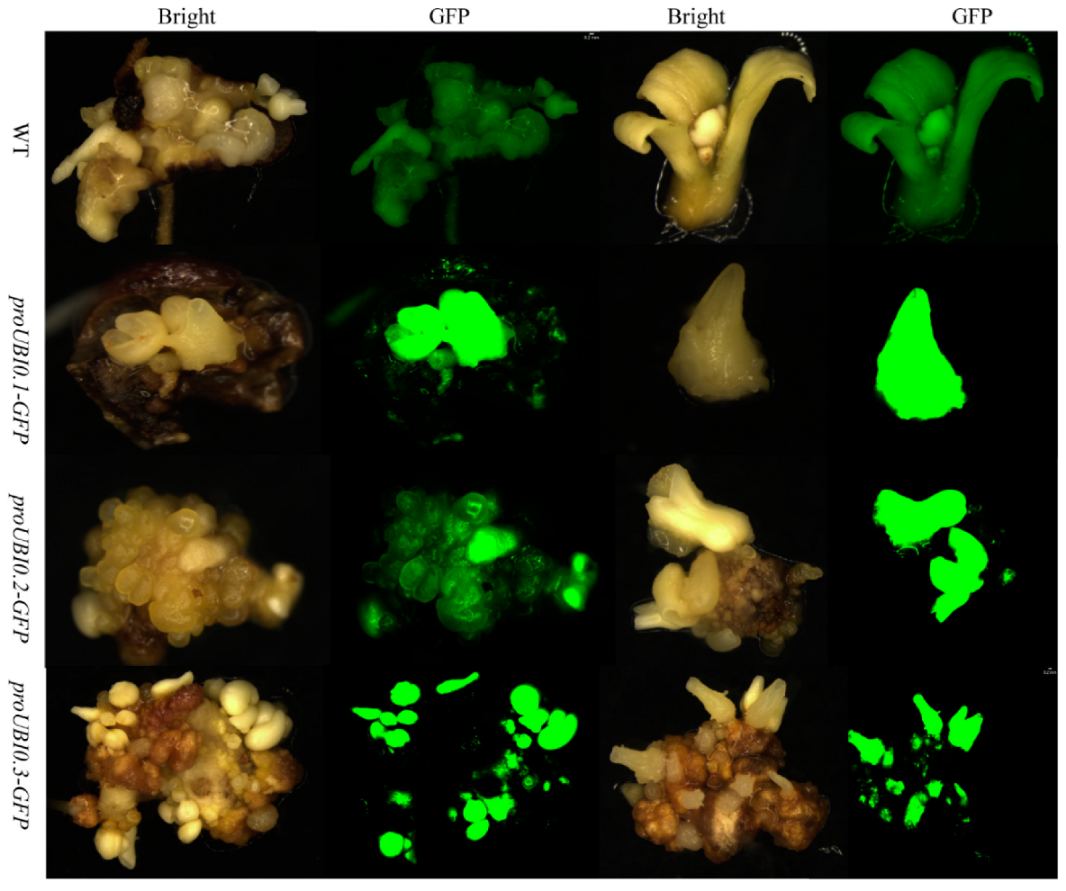 Forests 13 00952 g005