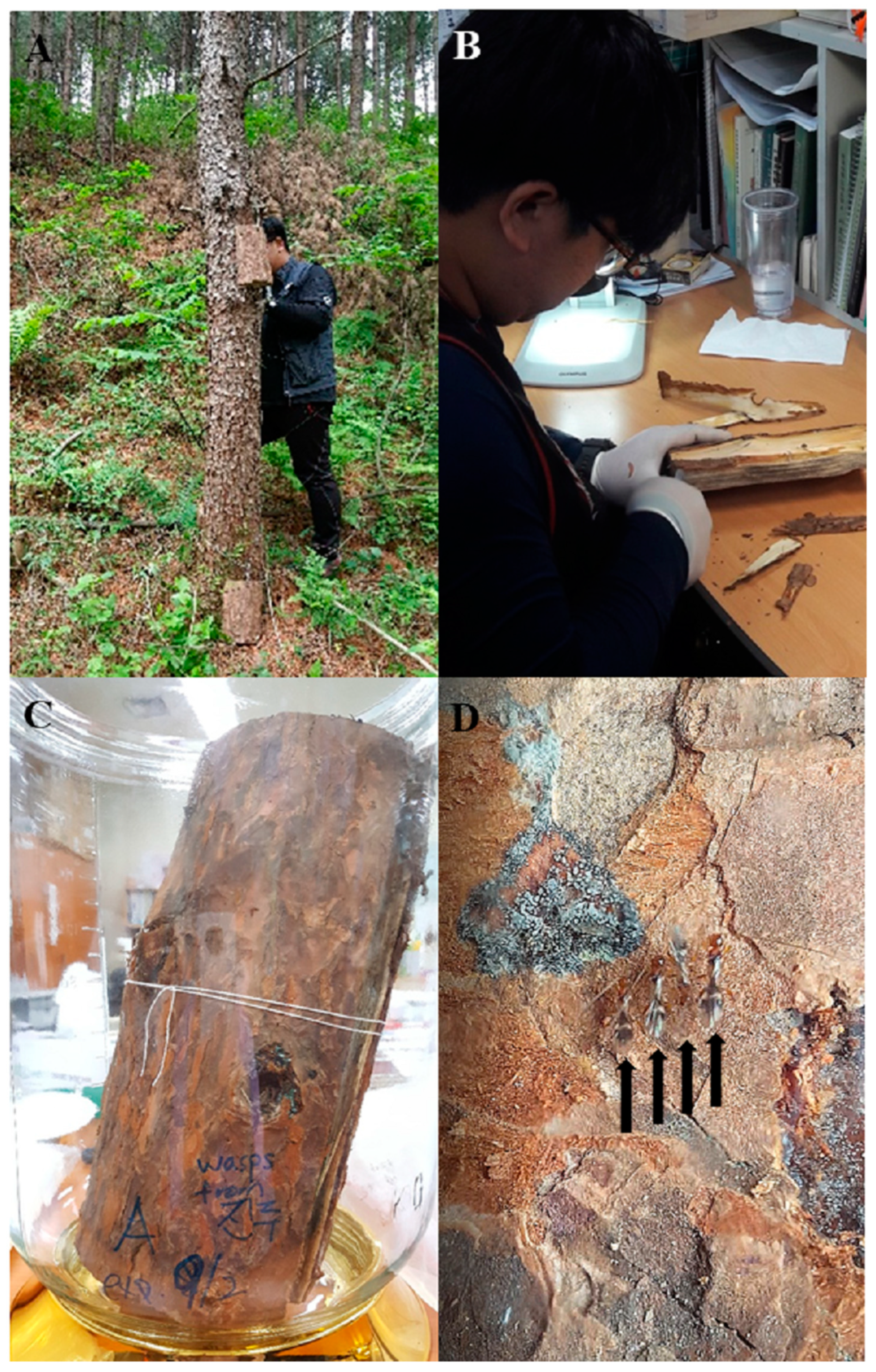 Forests 13 00955 g002