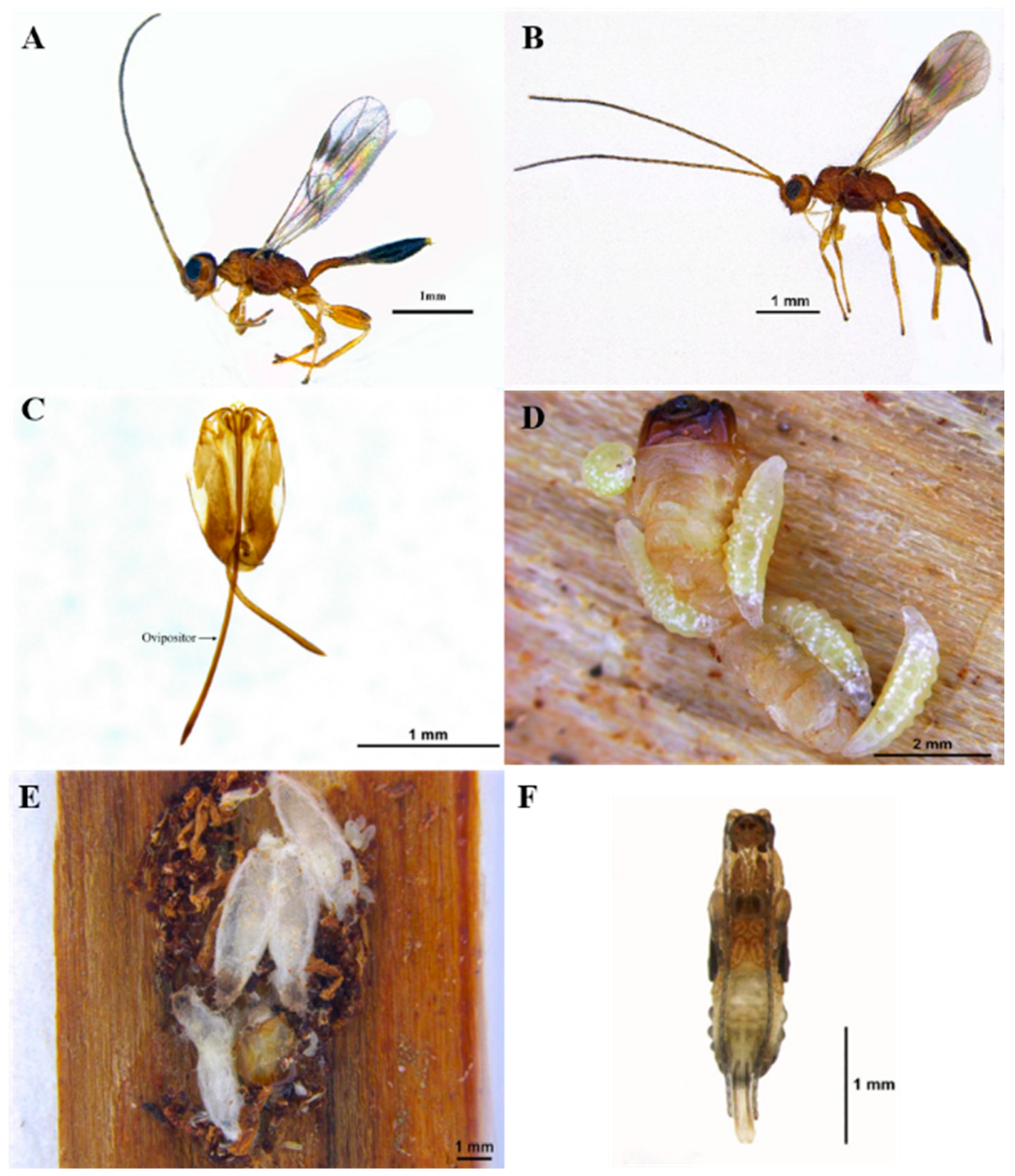 Forests 13 00955 g003