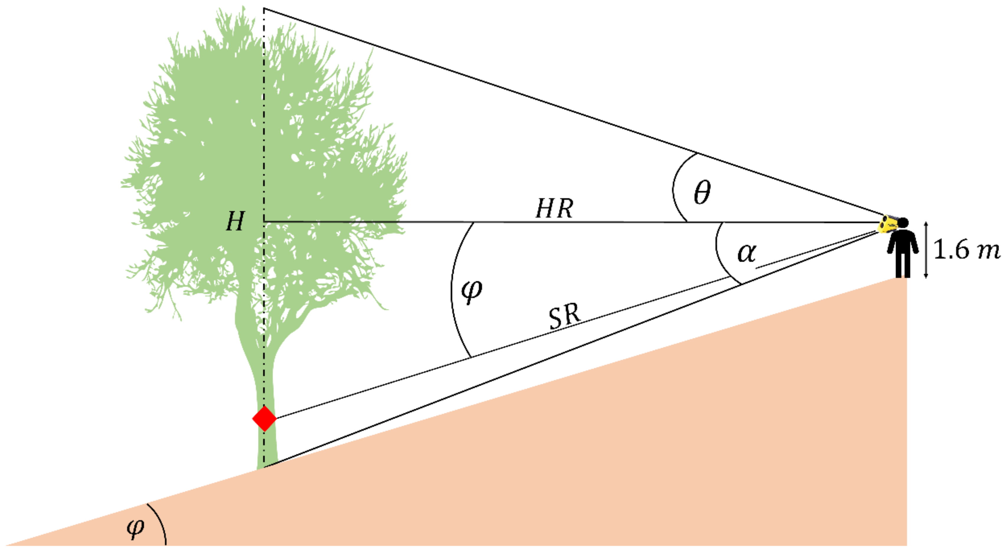 Forests 13 00969 g003