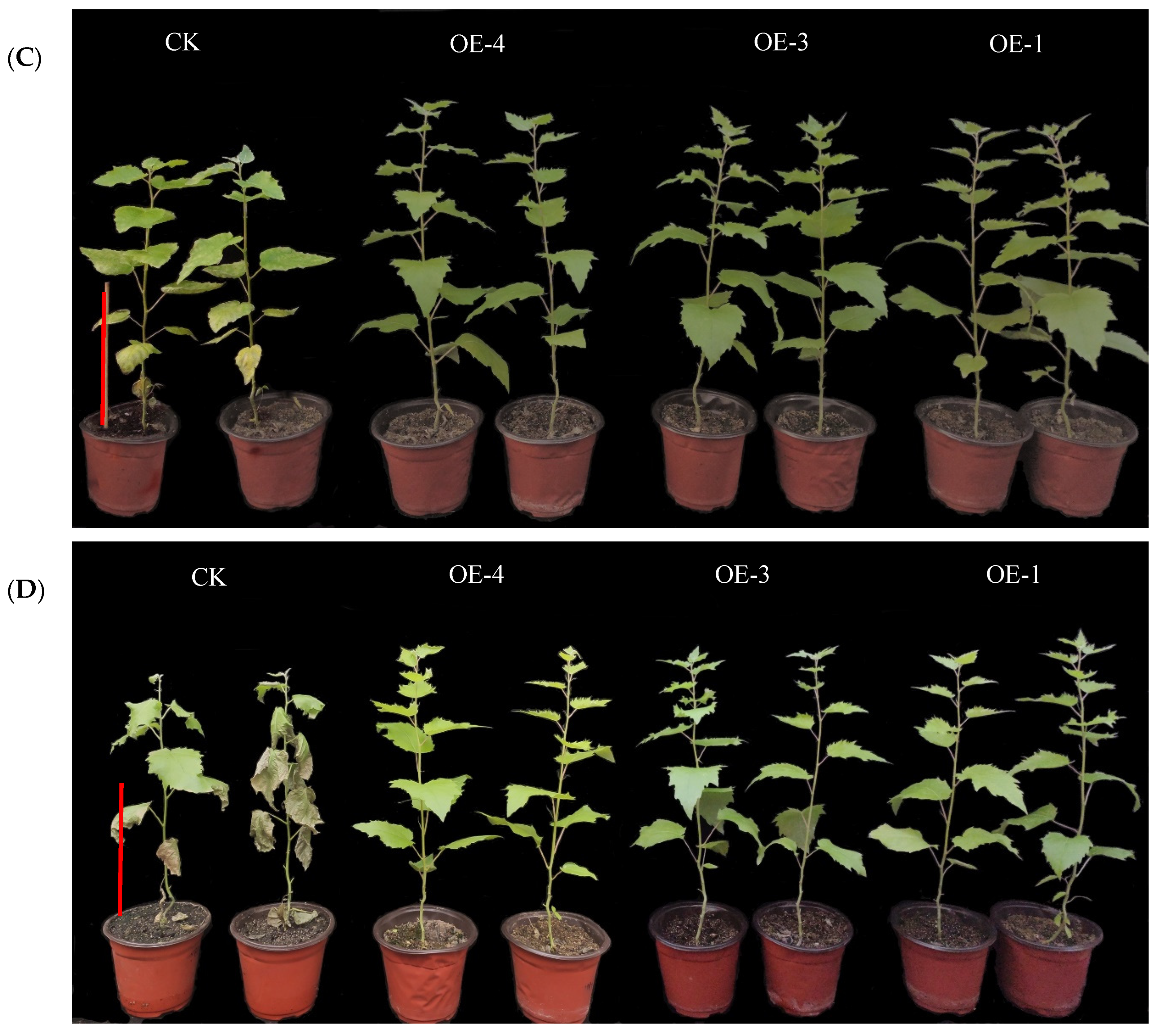 Forests 13 00971 g007b