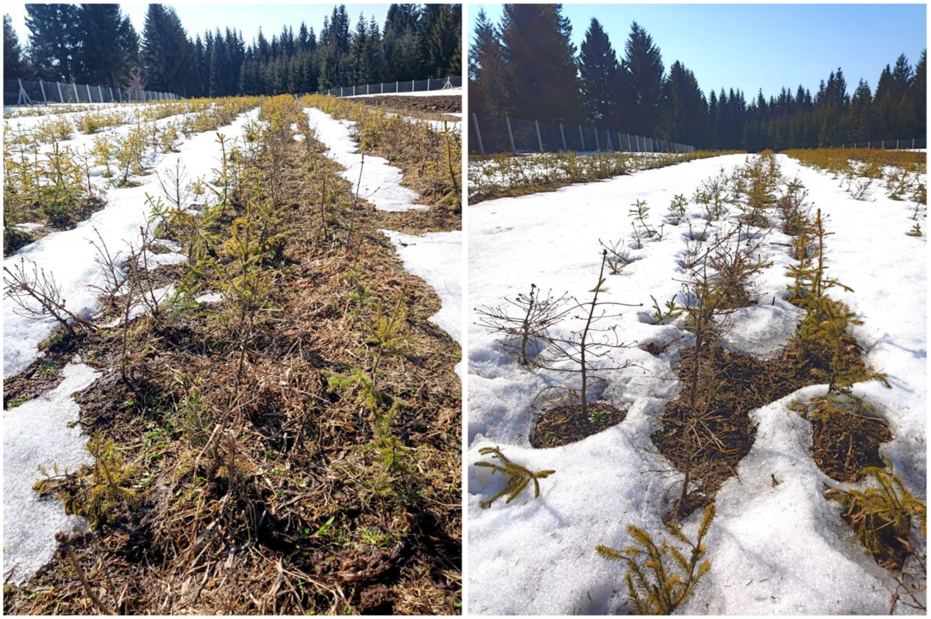 Forests 13 00987 g001