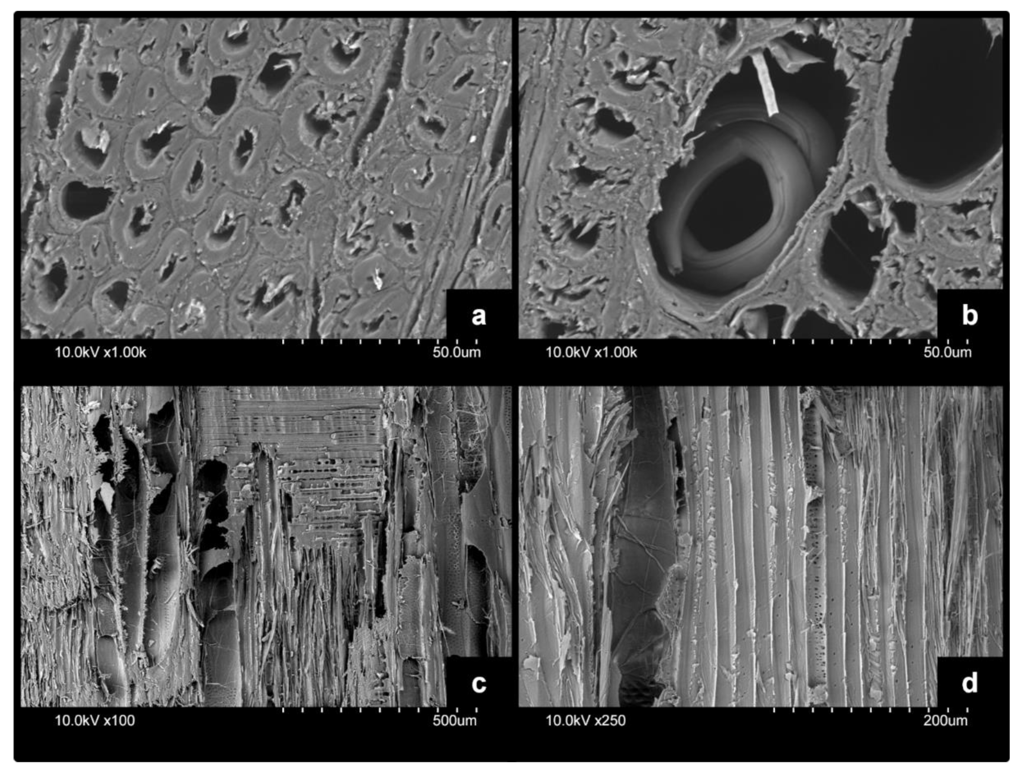 Forests 13 01003 g005