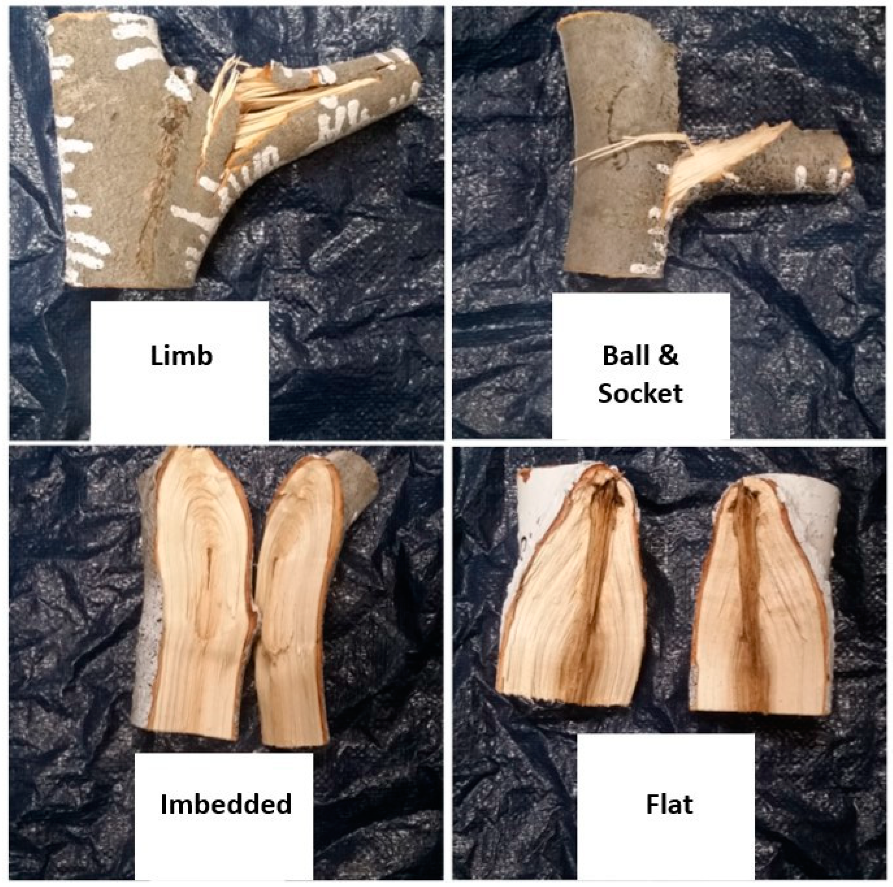 Forests 13 01007 g004