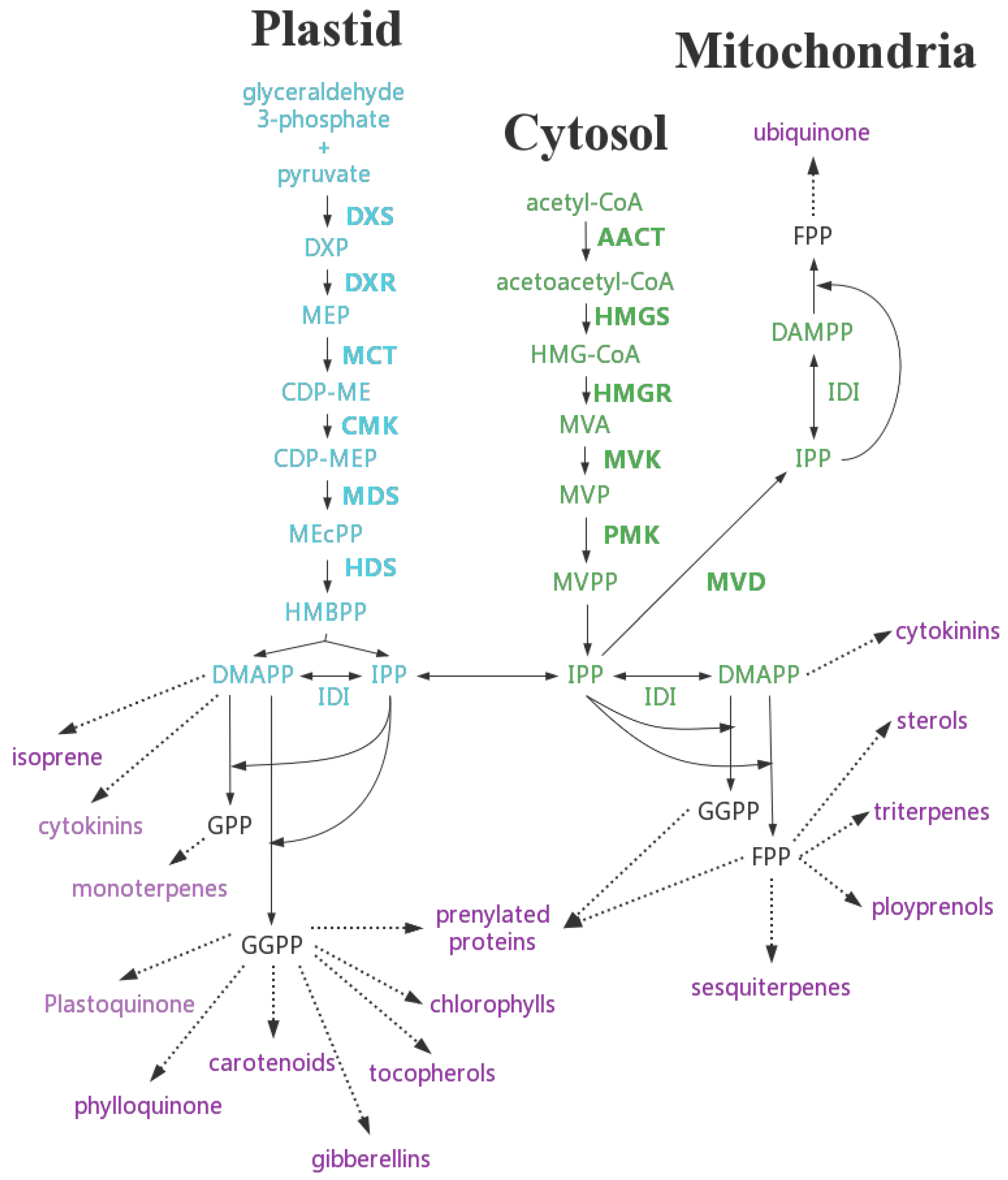 Forests 13 01020 g003