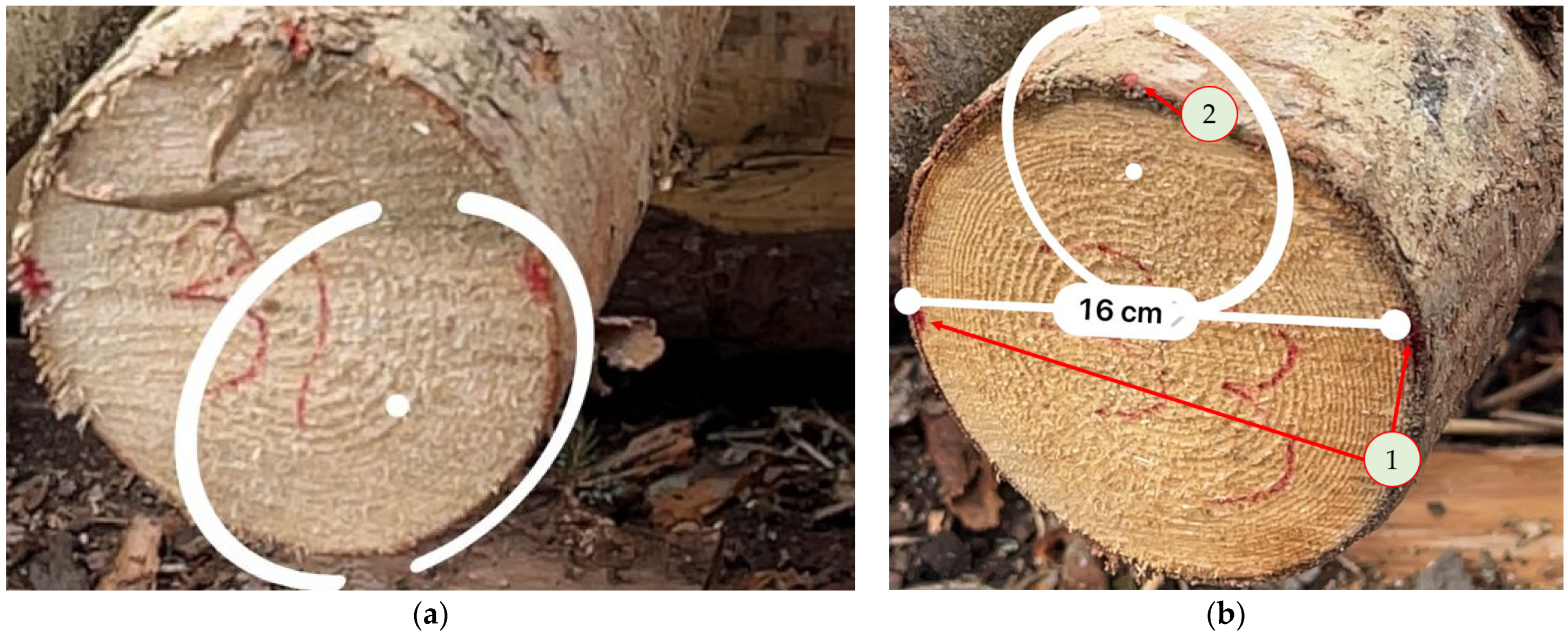 Forests 13 01028 g003