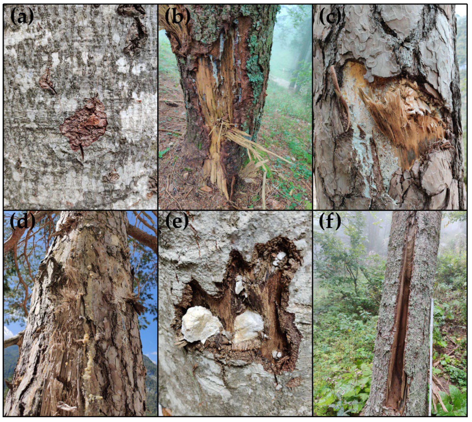 Forests 13 01039 g003