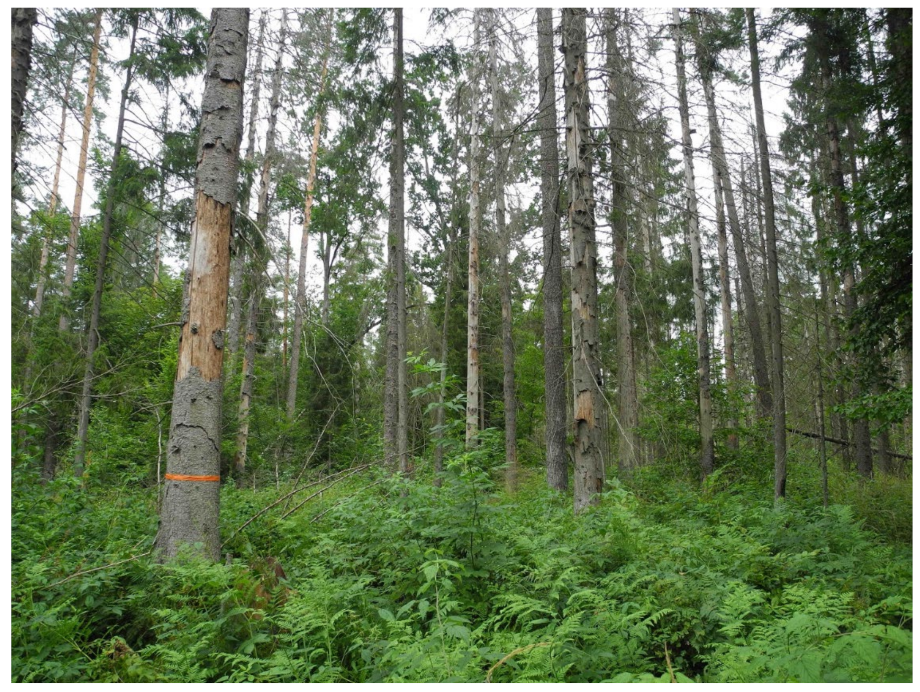 Forests 13 01073 g001