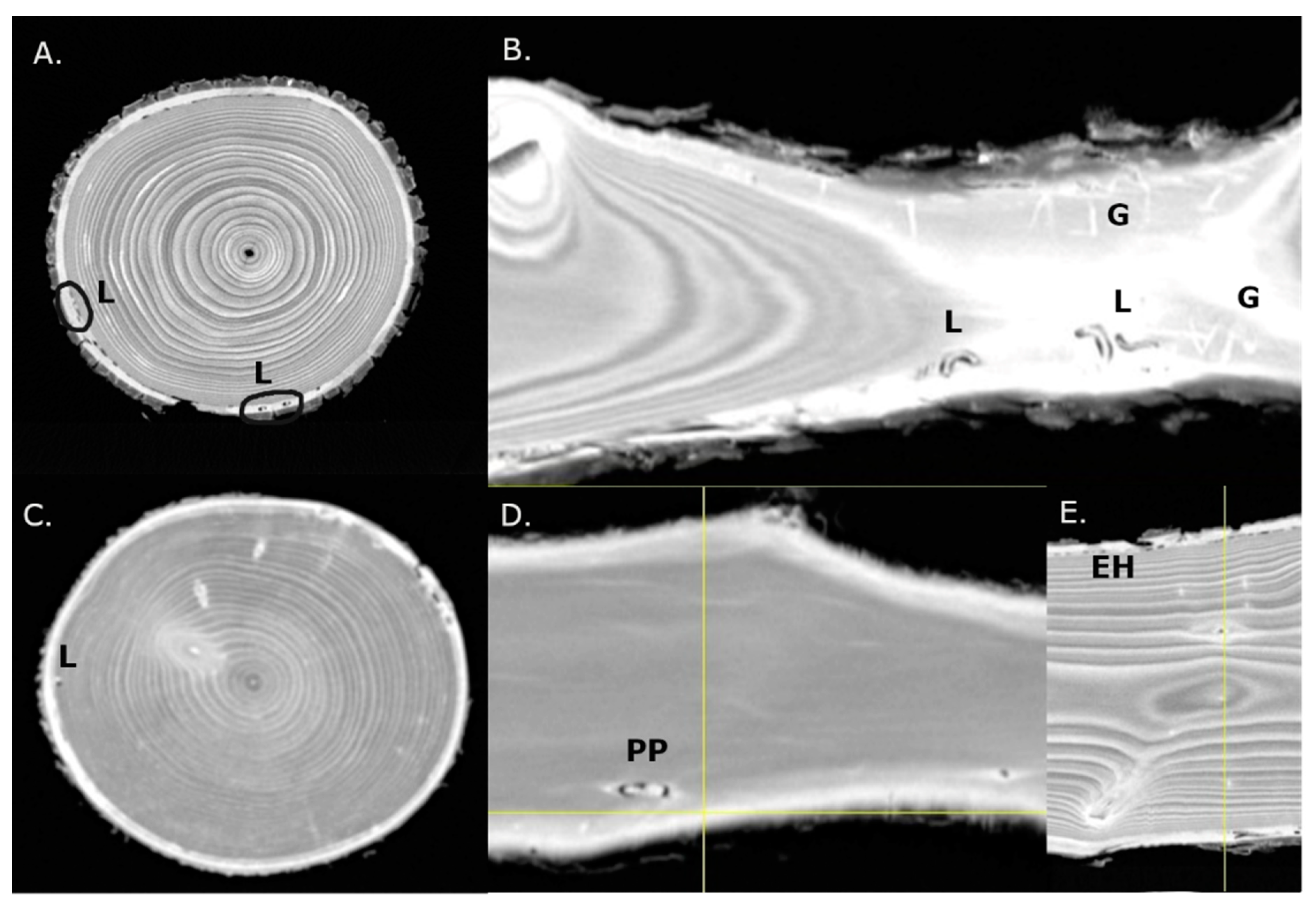 Forests 13 01092 g001