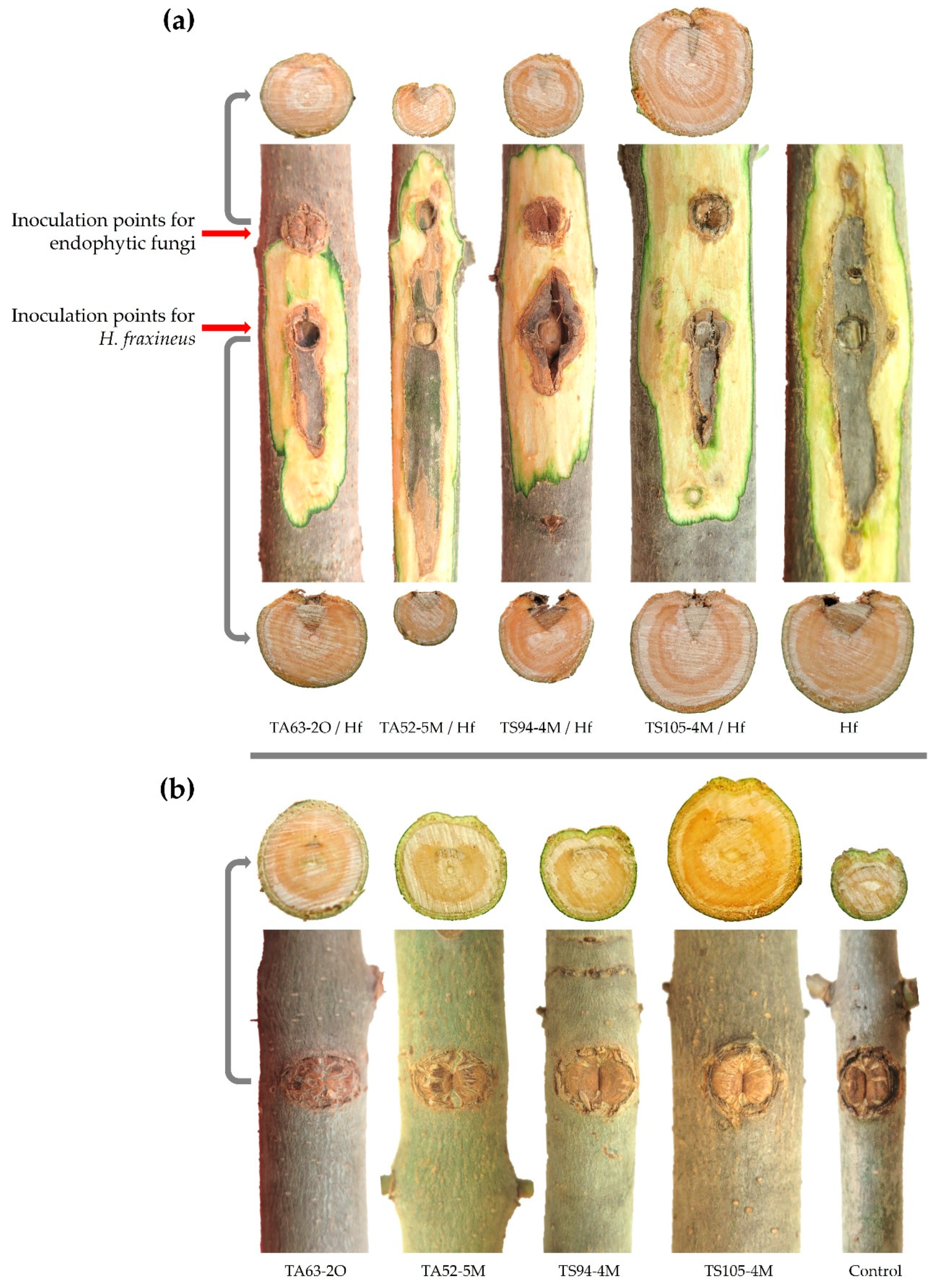 Forests 13 01098 g005