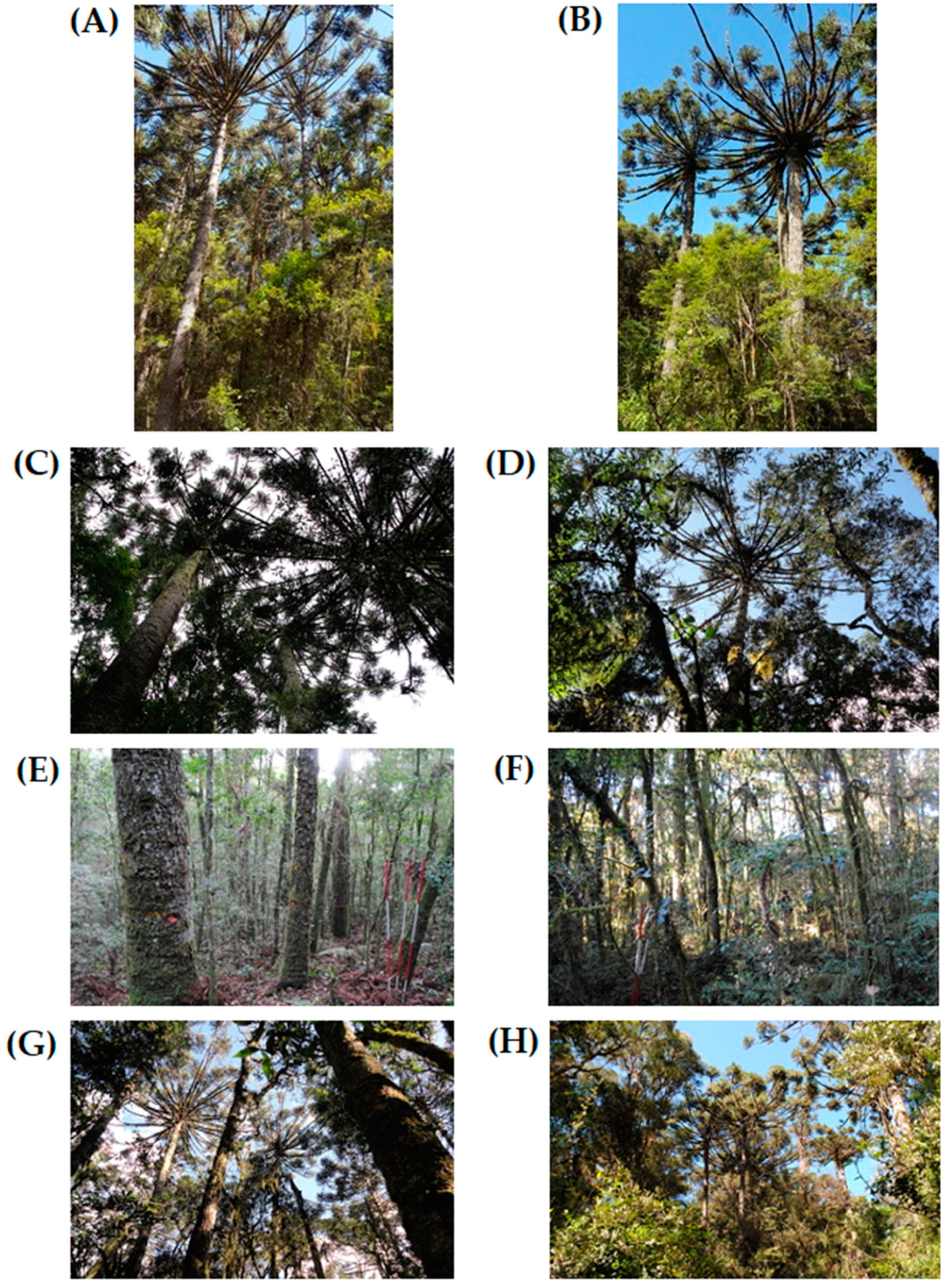 Forests 13 01108 g001