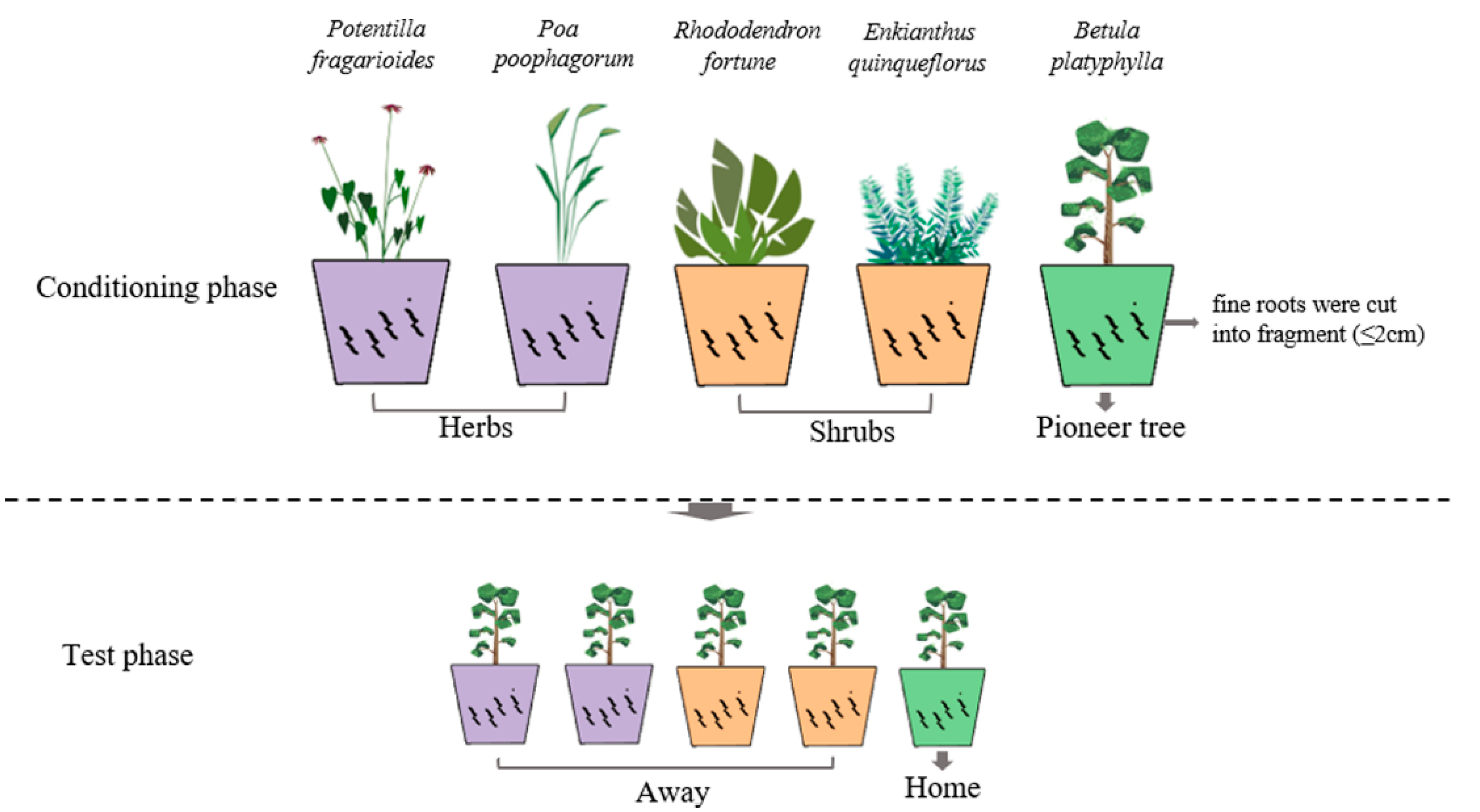Forests 13 01110 g001