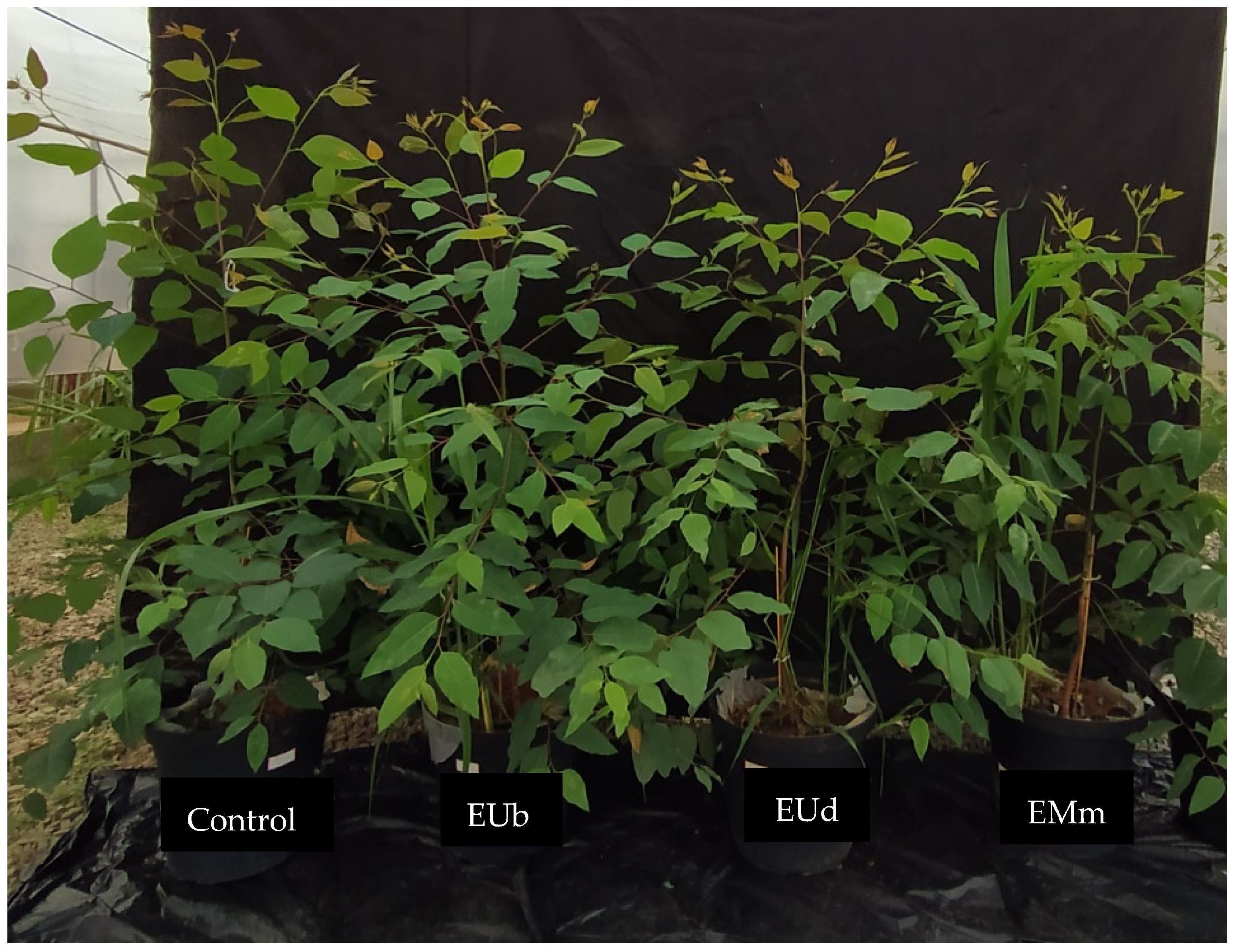 Forests 13 01157 g002 Forests 13 01157 g002