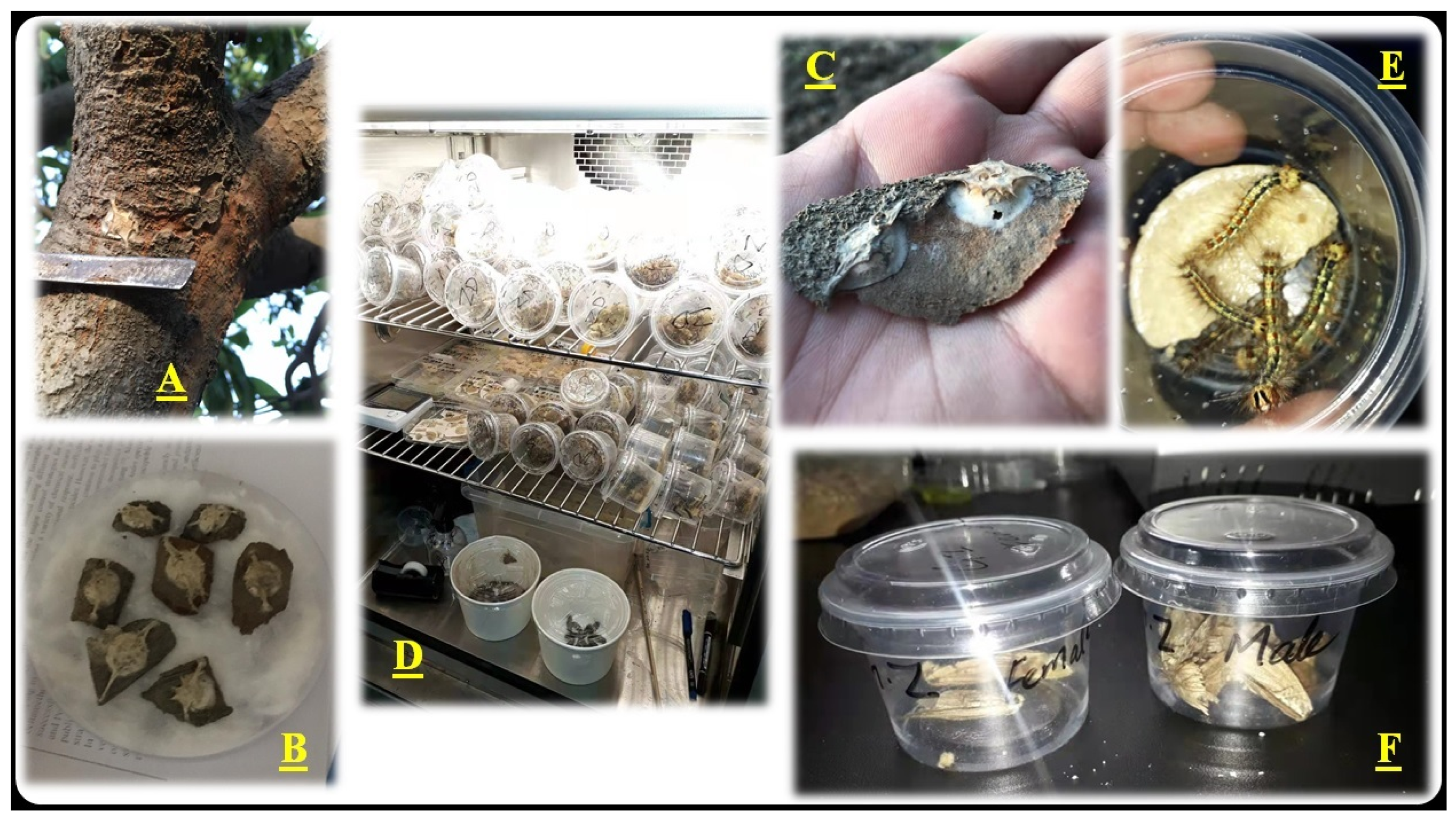 Forests 13 01158 g003