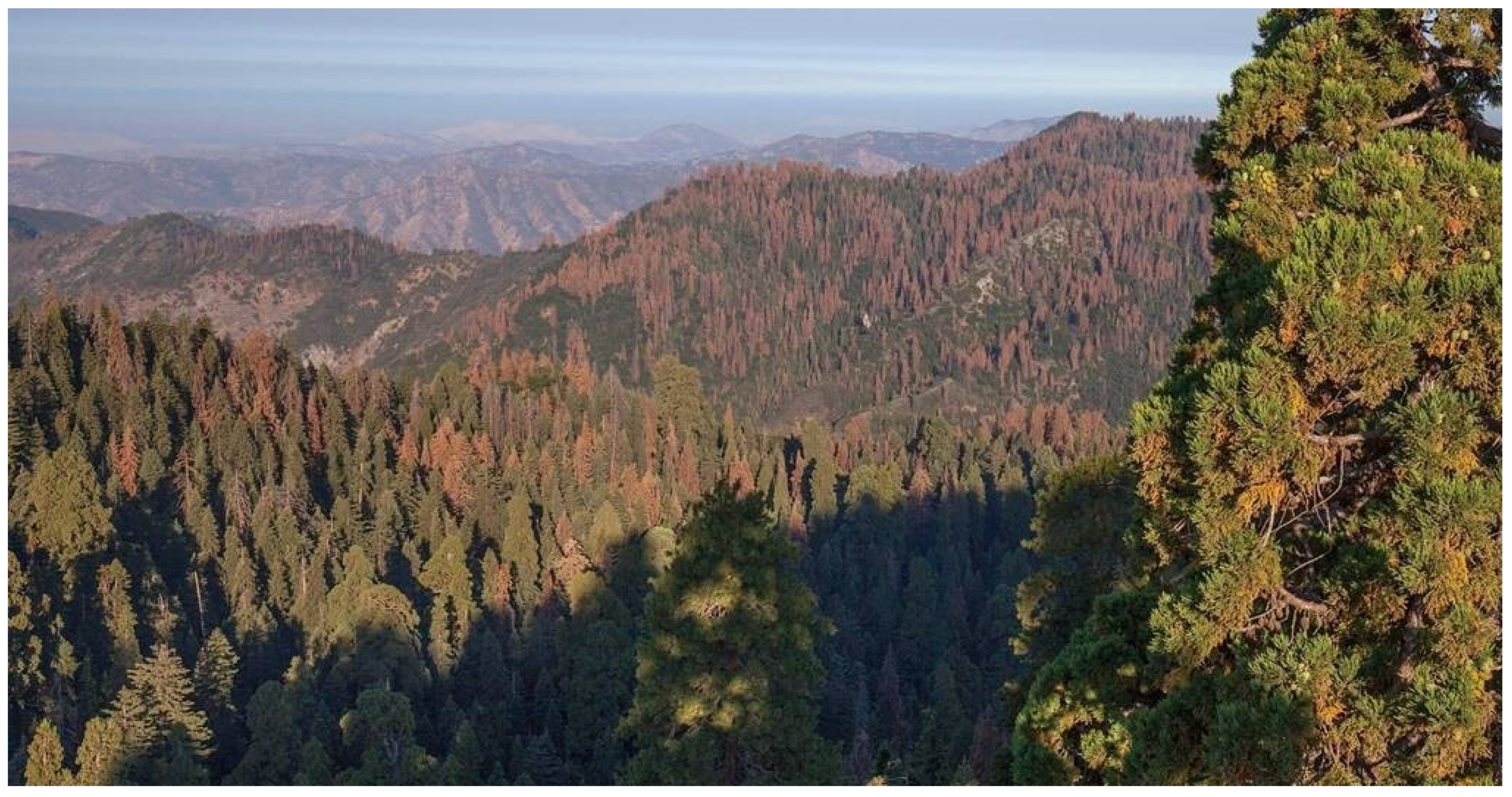 Forests 13 01160 g006