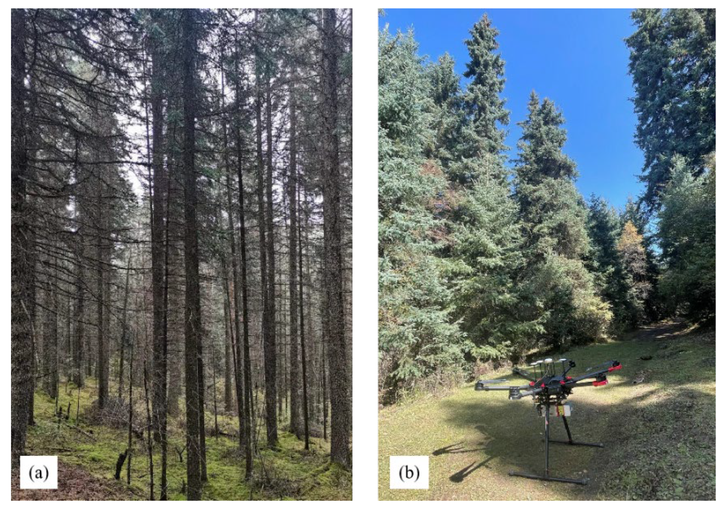 Forests 13 01163 g002