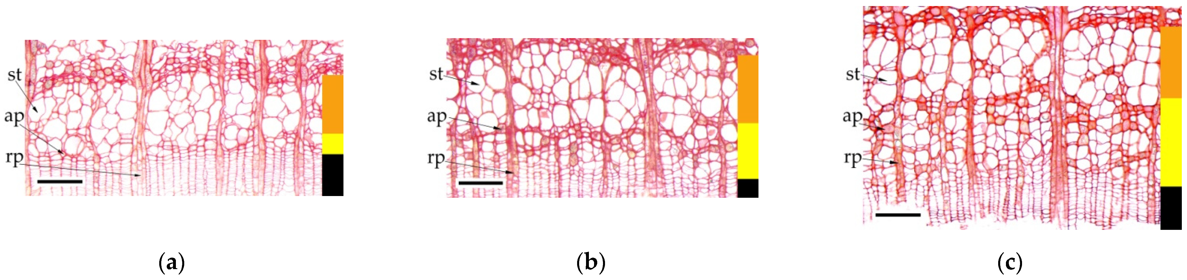 Forests 13 01171 g001a