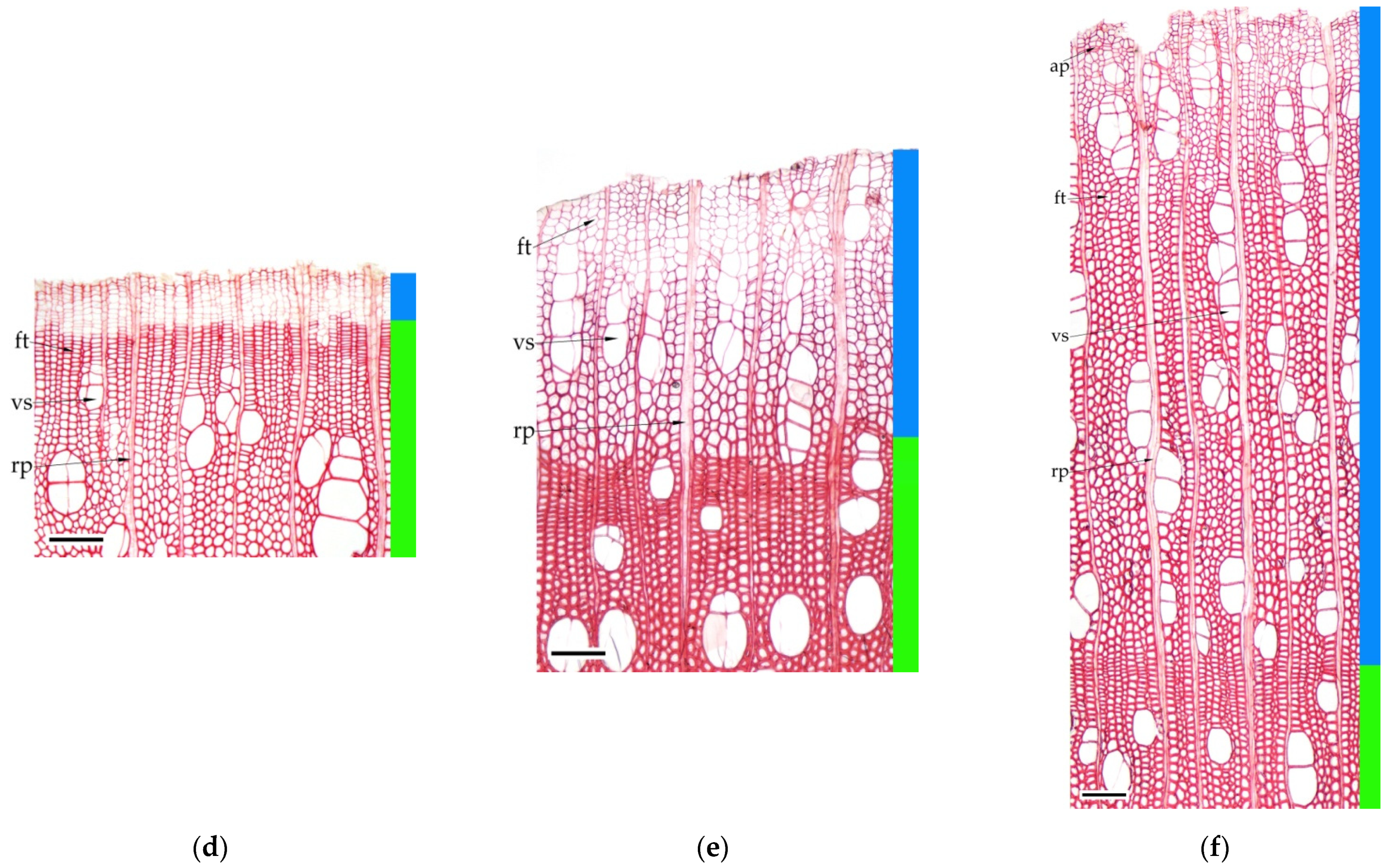Forests 13 01171 g001b