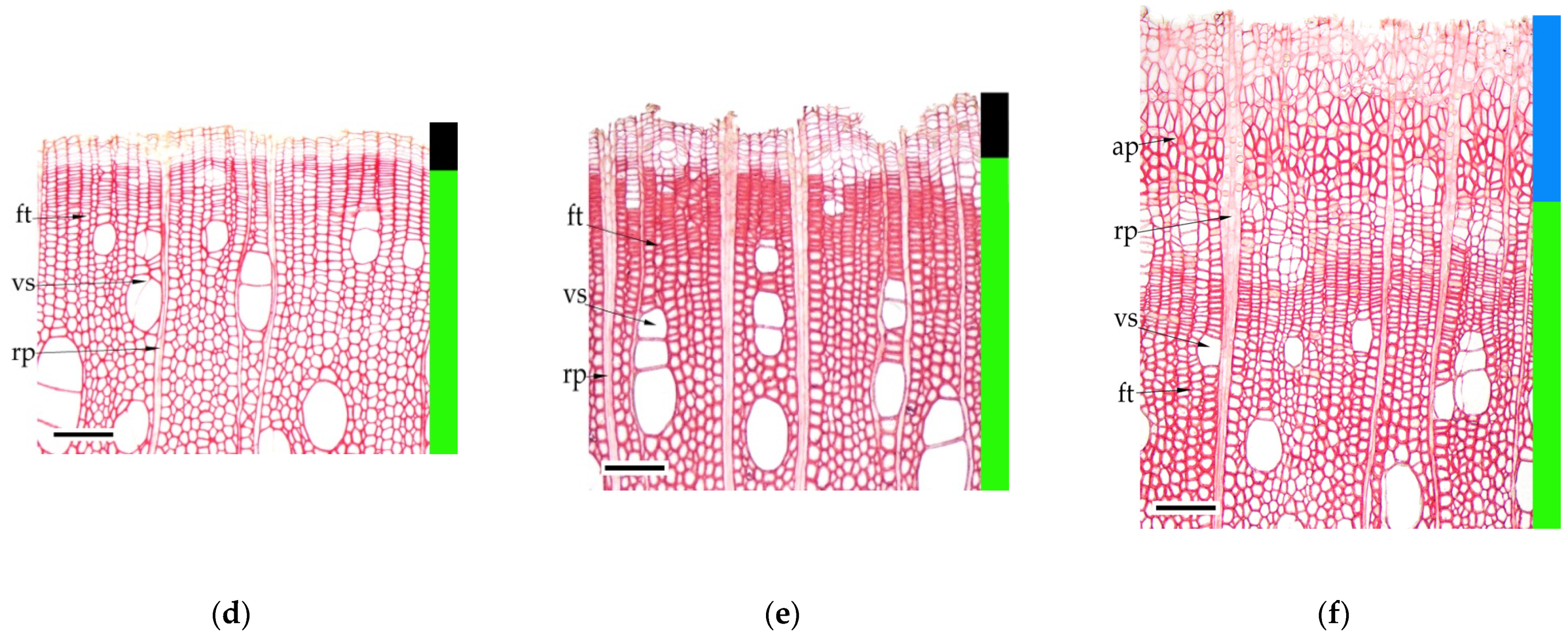 Forests 13 01171 g002b