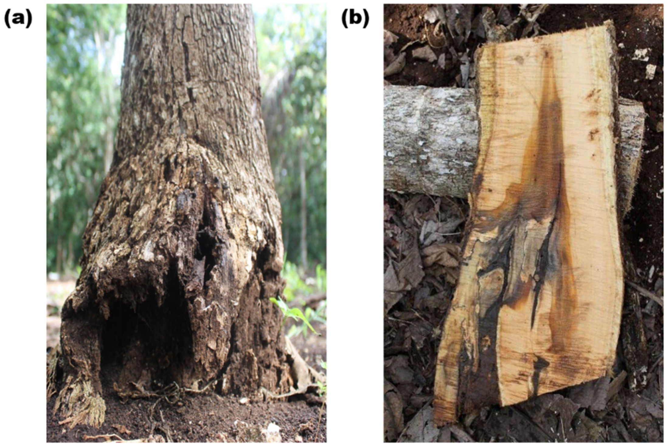 Forests 13 01175 g001