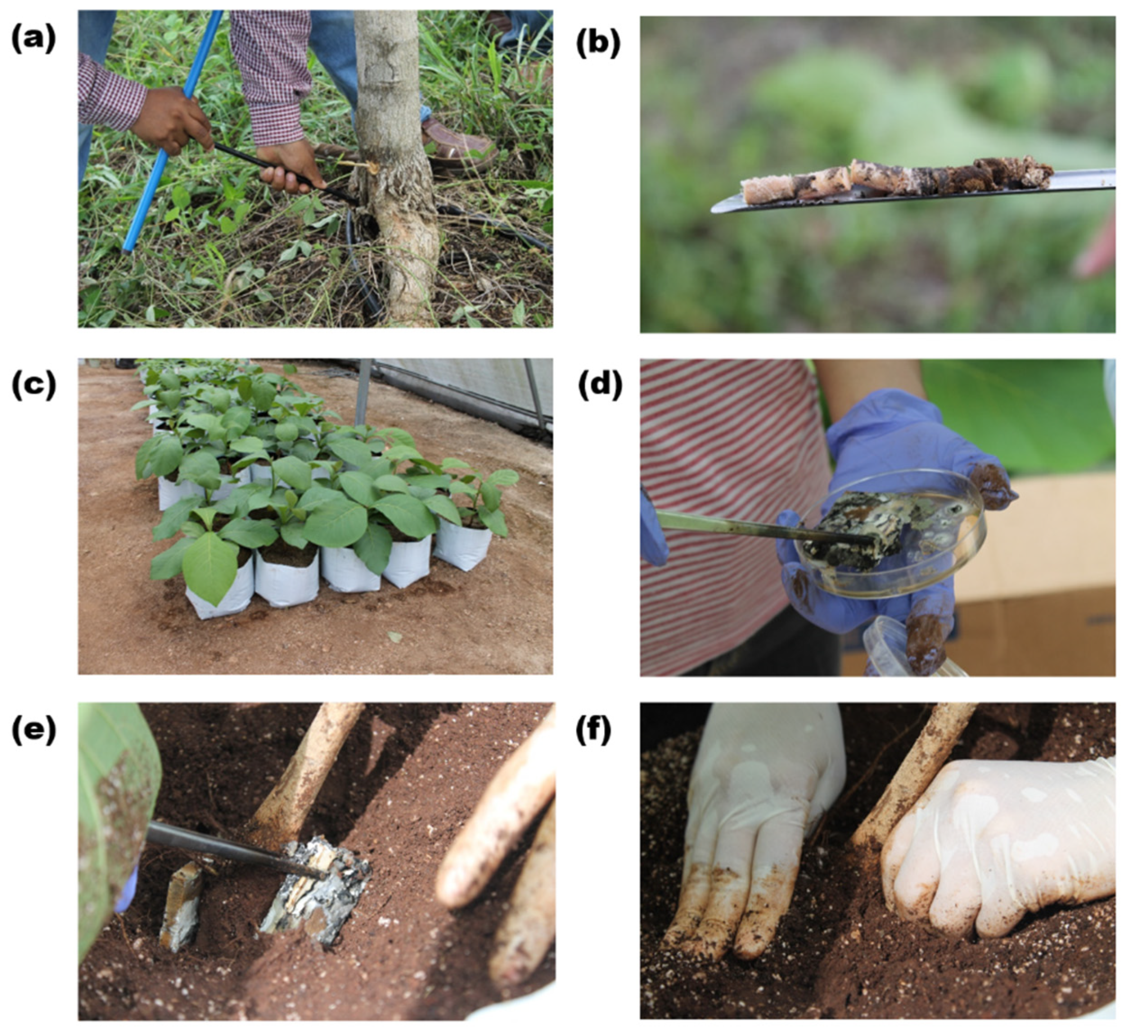 Forests 13 01175 g002