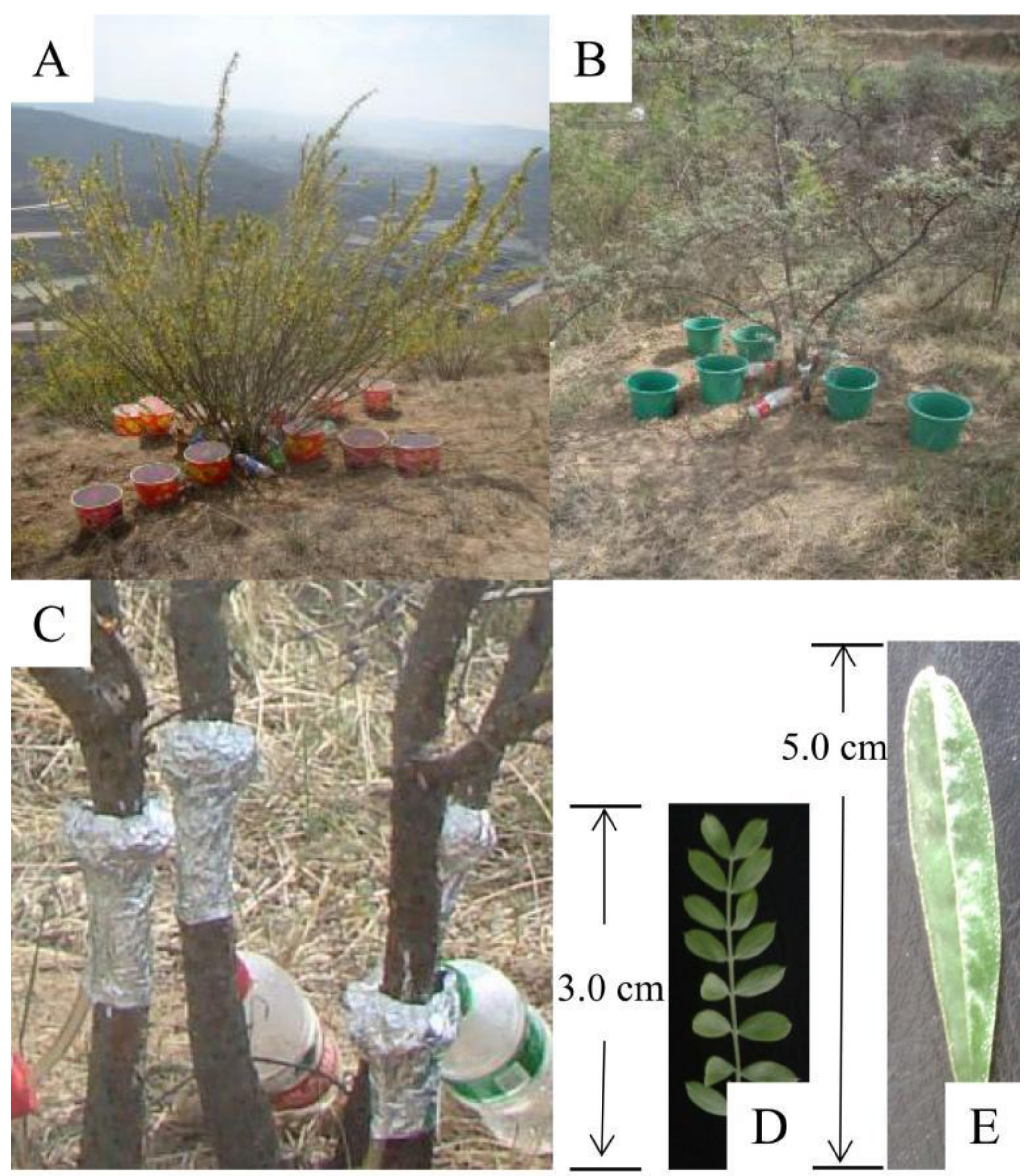 Forests 13 01187 g001