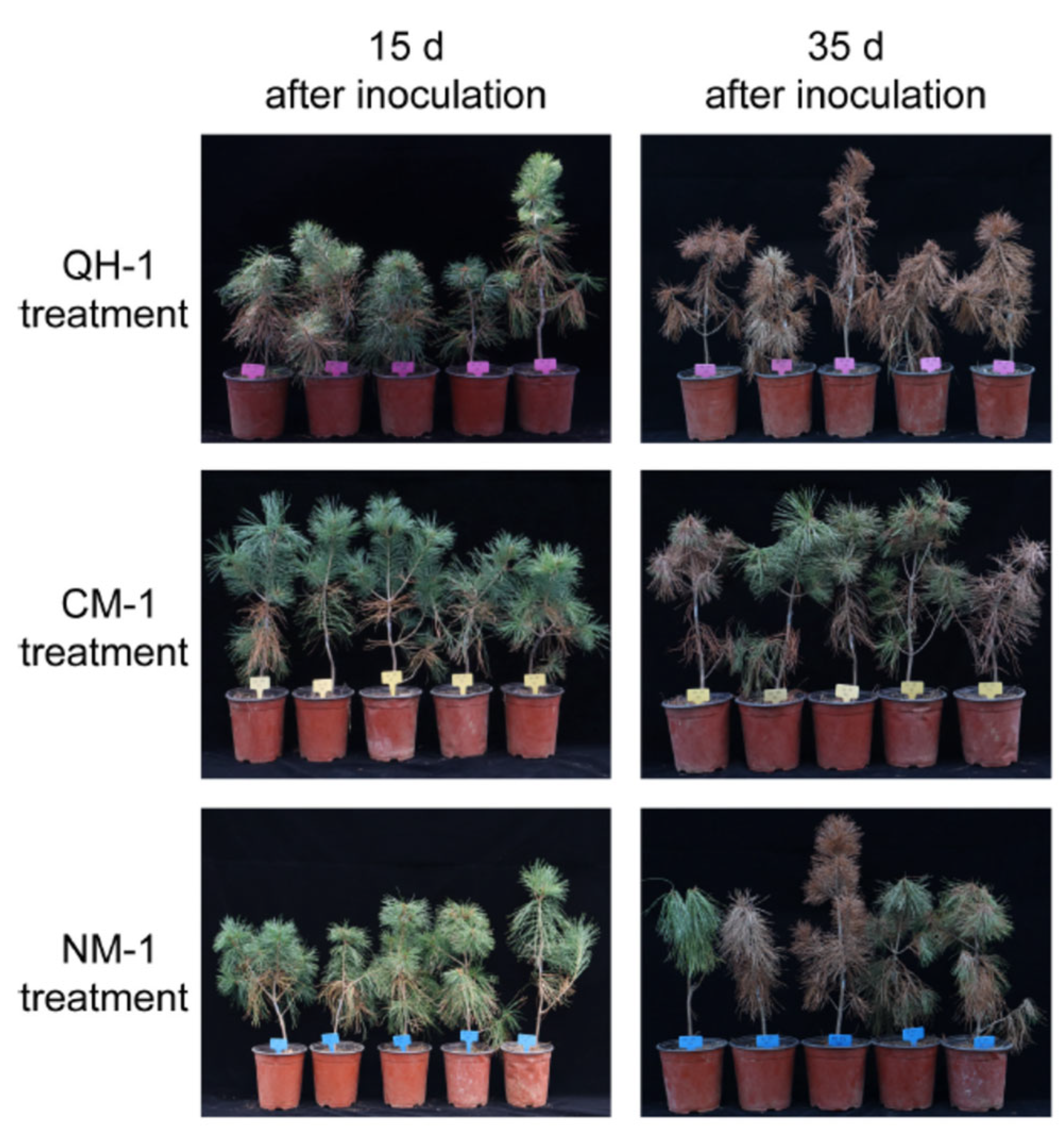 Forests 13 01197 g002